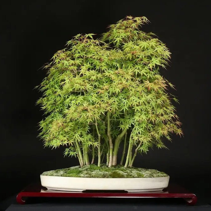 Acer palmatum 'Yukihime' Canada Bonsai
