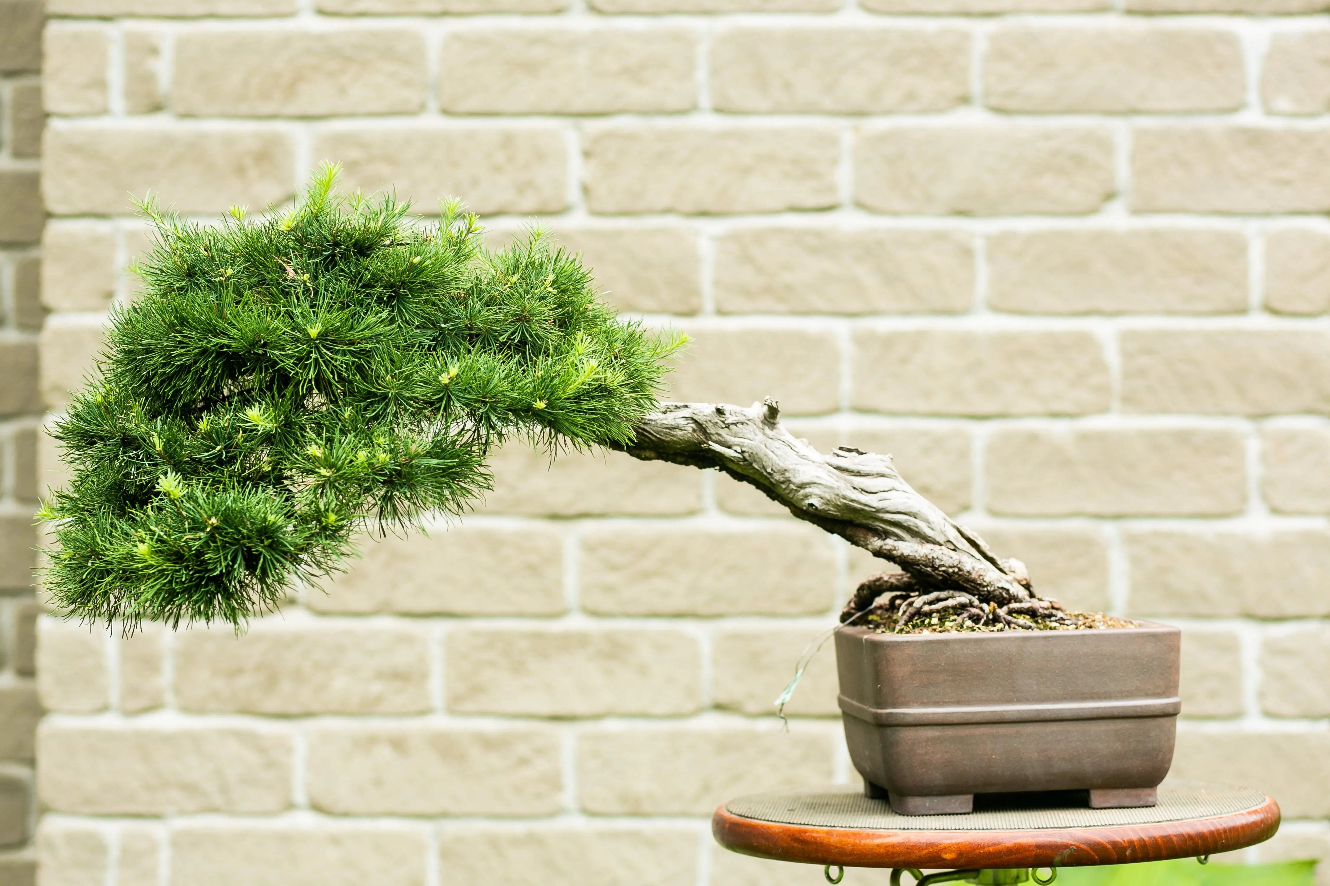 Larix laricina Canada Bonsai