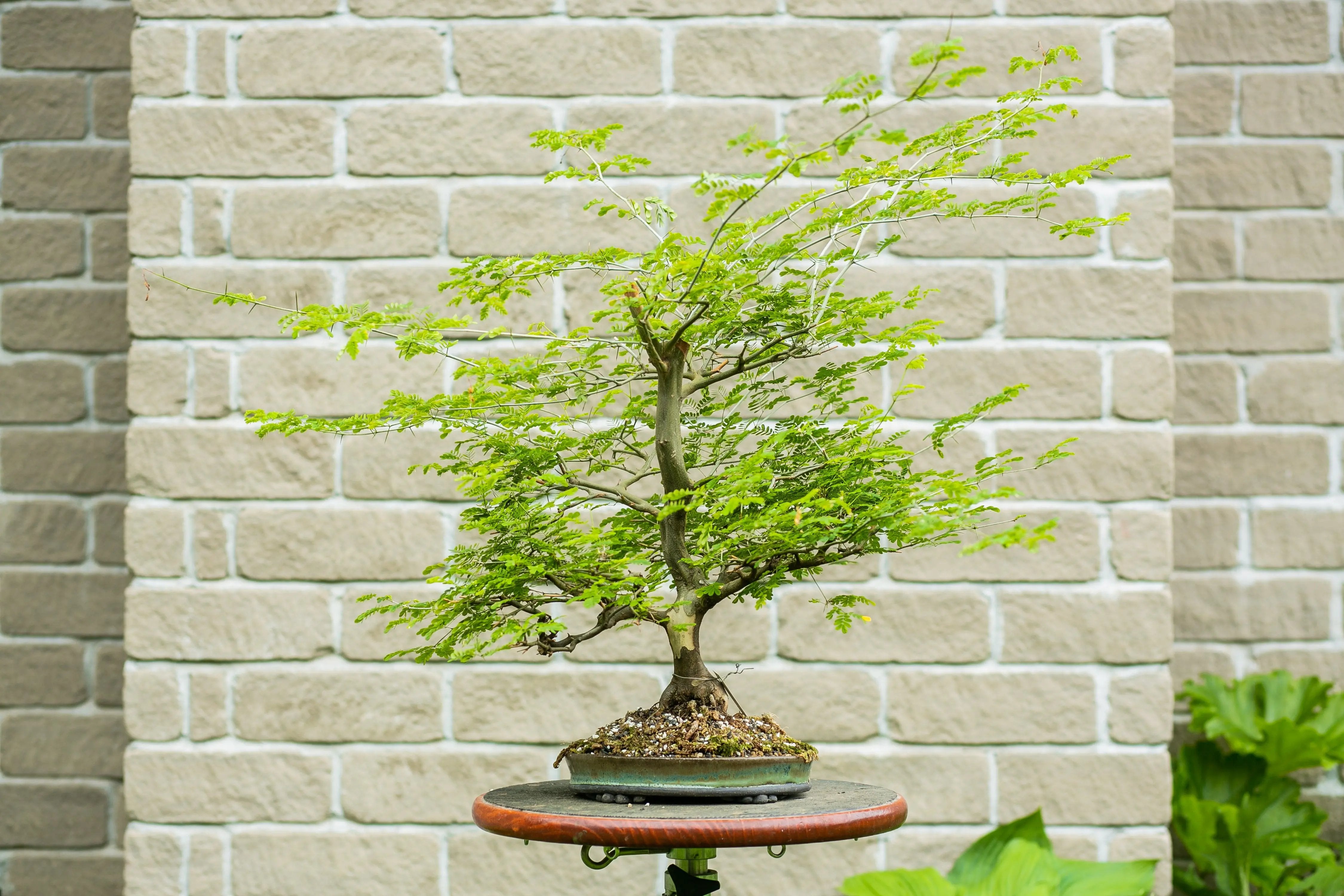 Chloroleucon tortum Canada Bonsai
