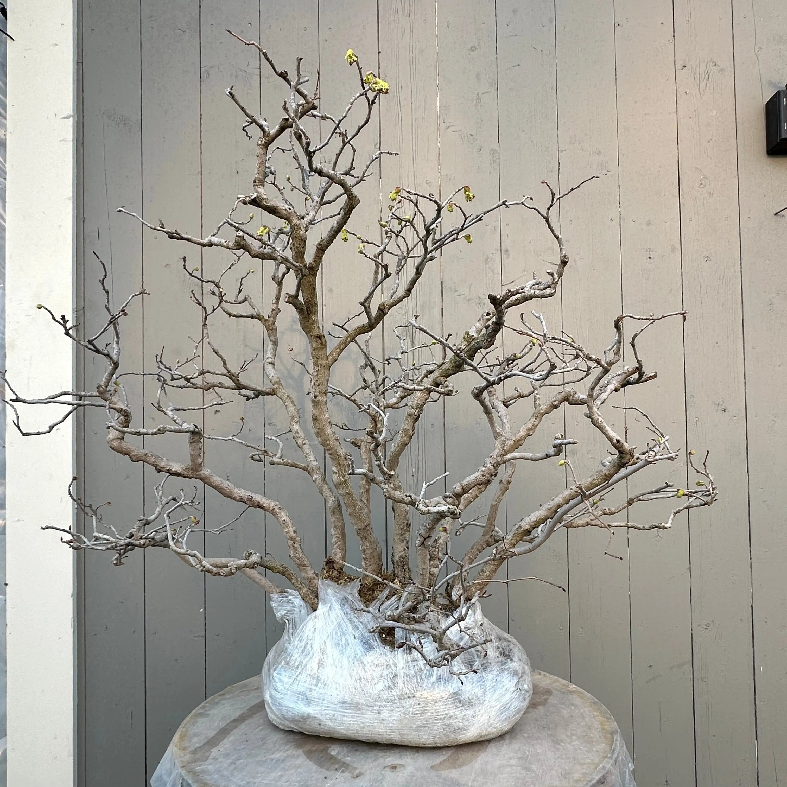 Corylopsis spicata Canada Bonsai