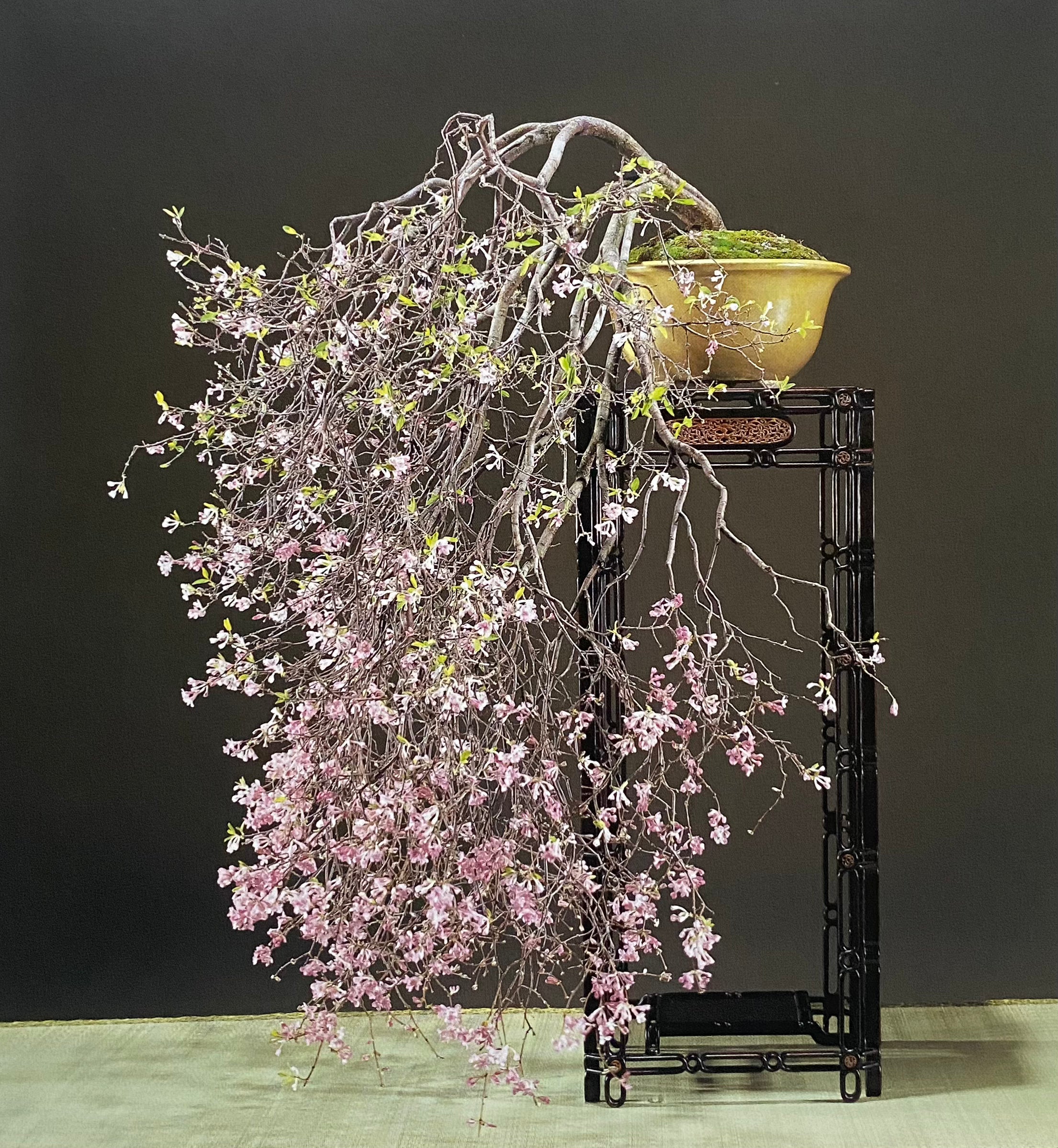 Daphne genkwa
