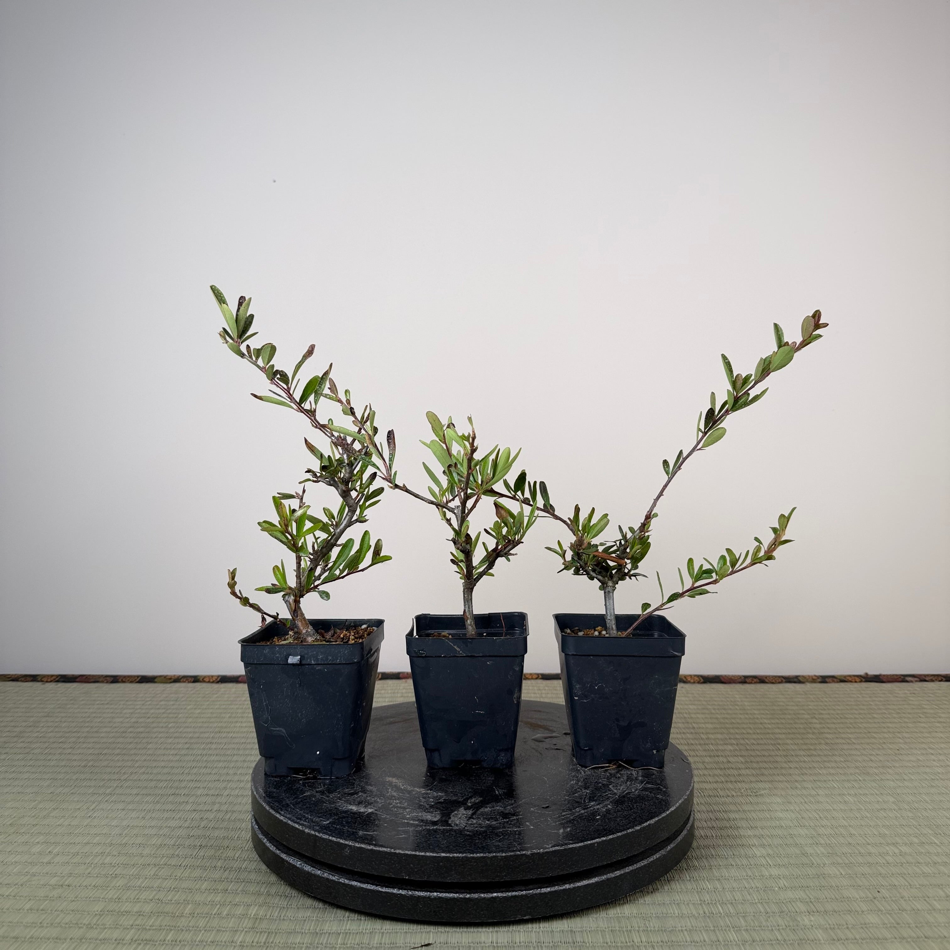 Pyracantha angustifolia (rouge ou orange)