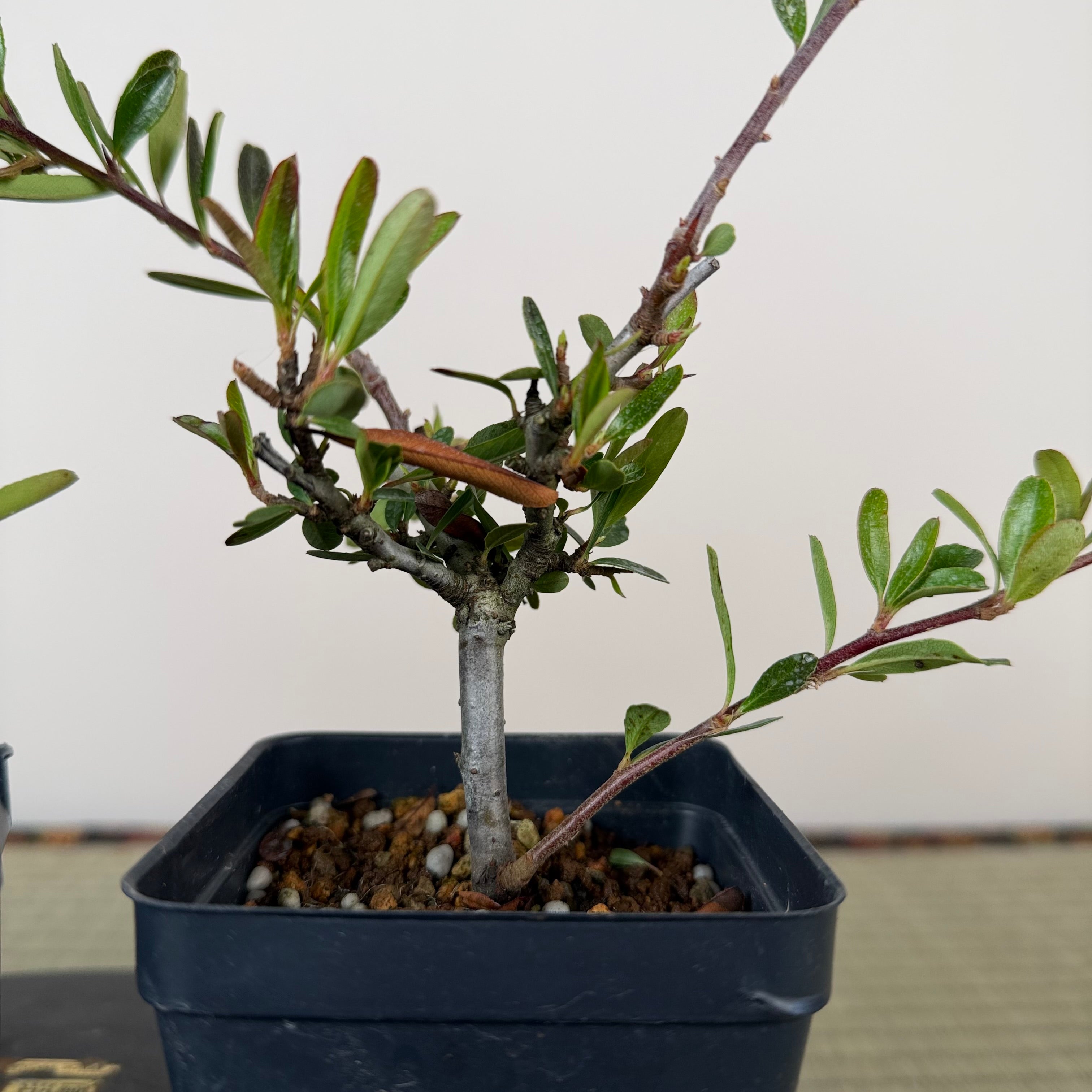 Pyracantha angustifolia (rouge ou orange)