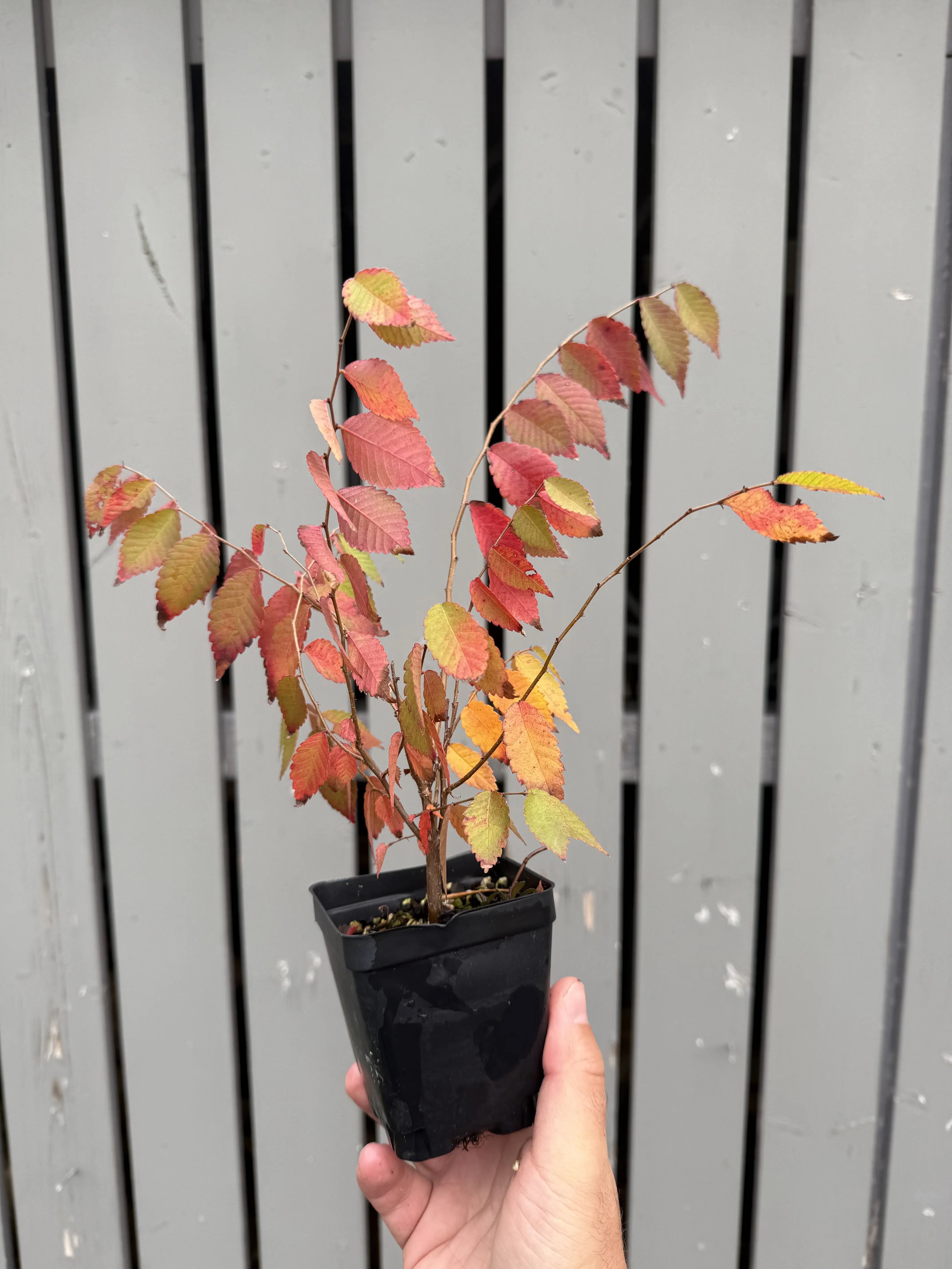 Zelkova serrata #3 Canada Bonsai