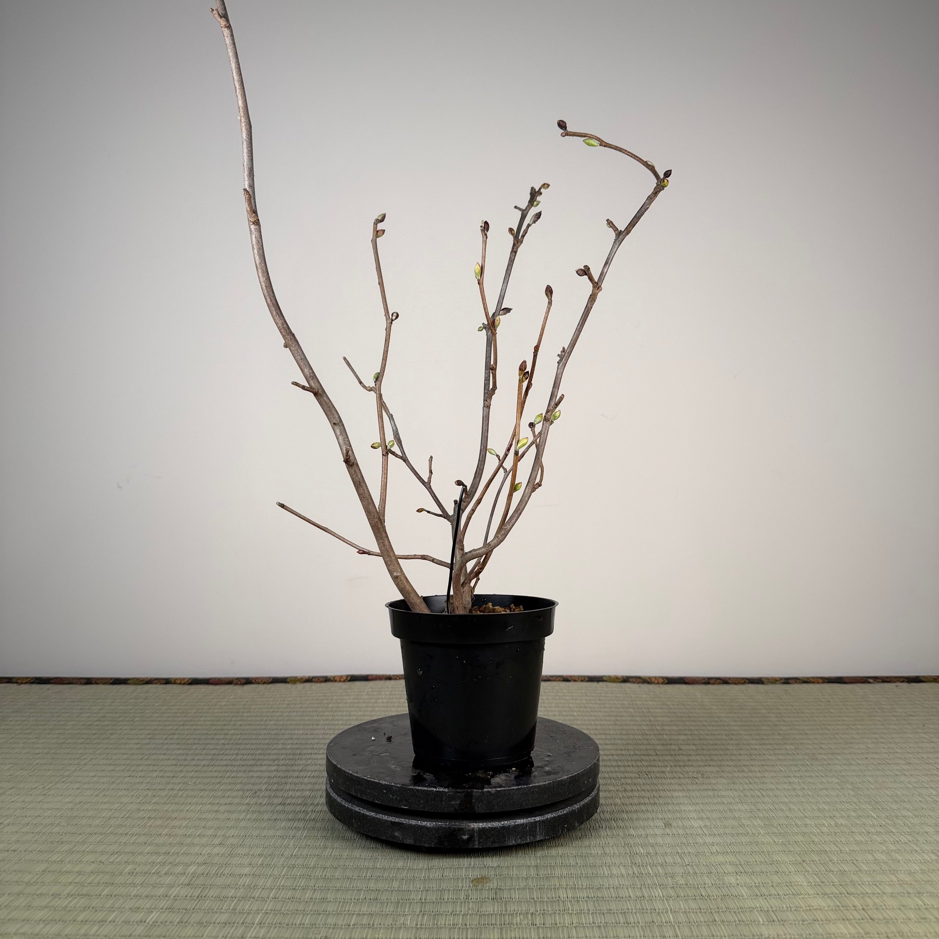 Corylopsis spicata