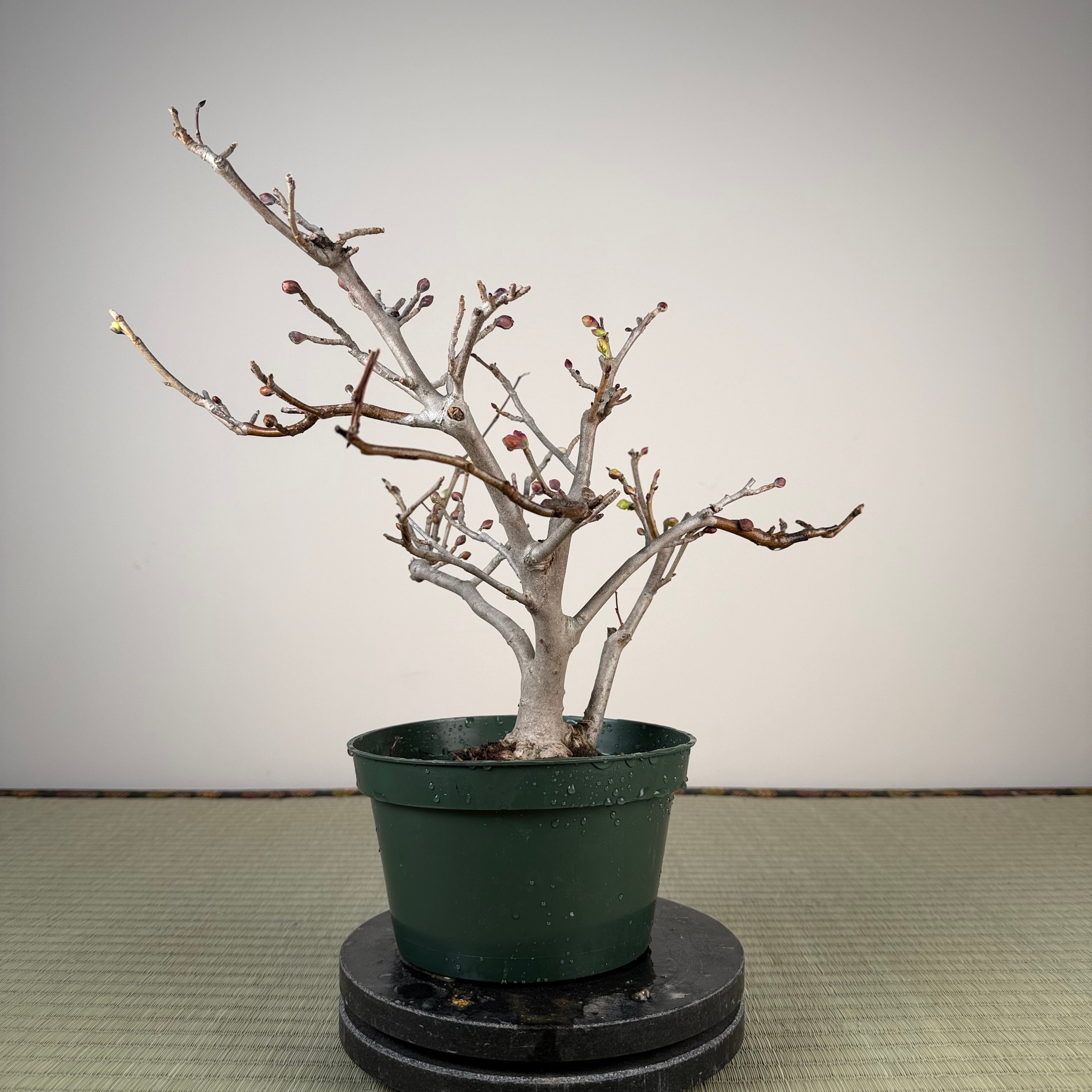 Corylopsis spicata