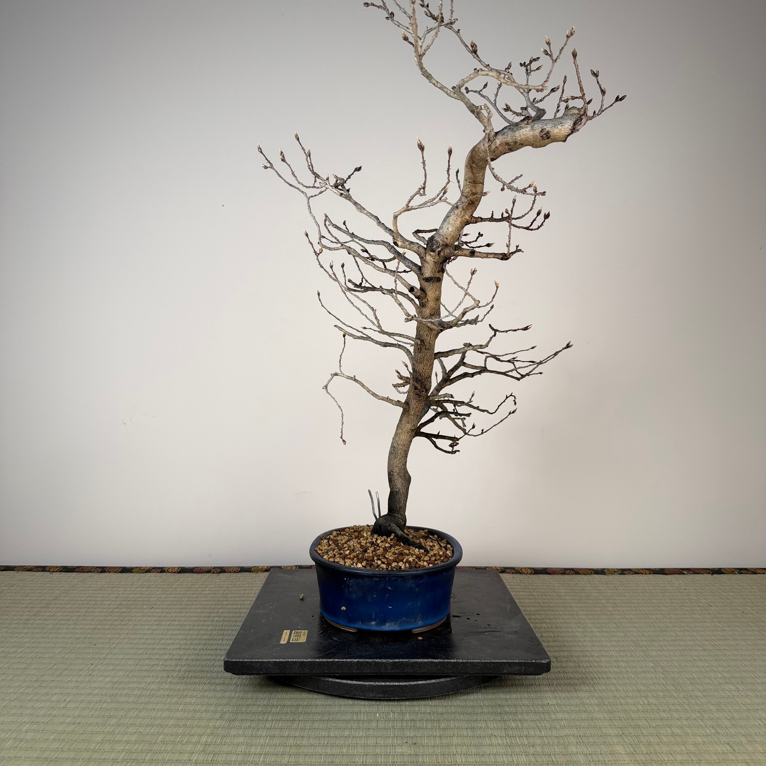 Diospyros rhombifolia (mâle)