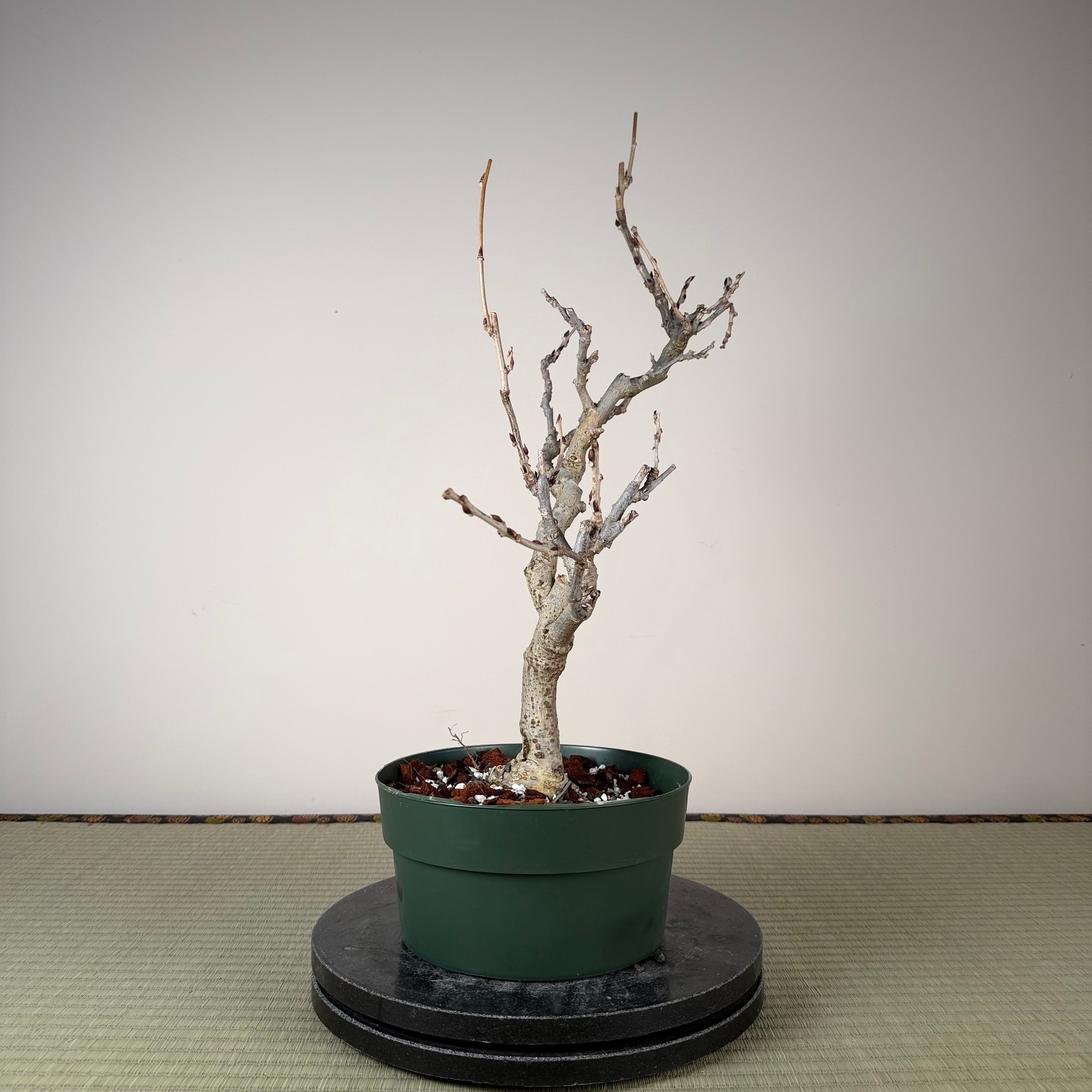 Glycine floribunda (blanche)
