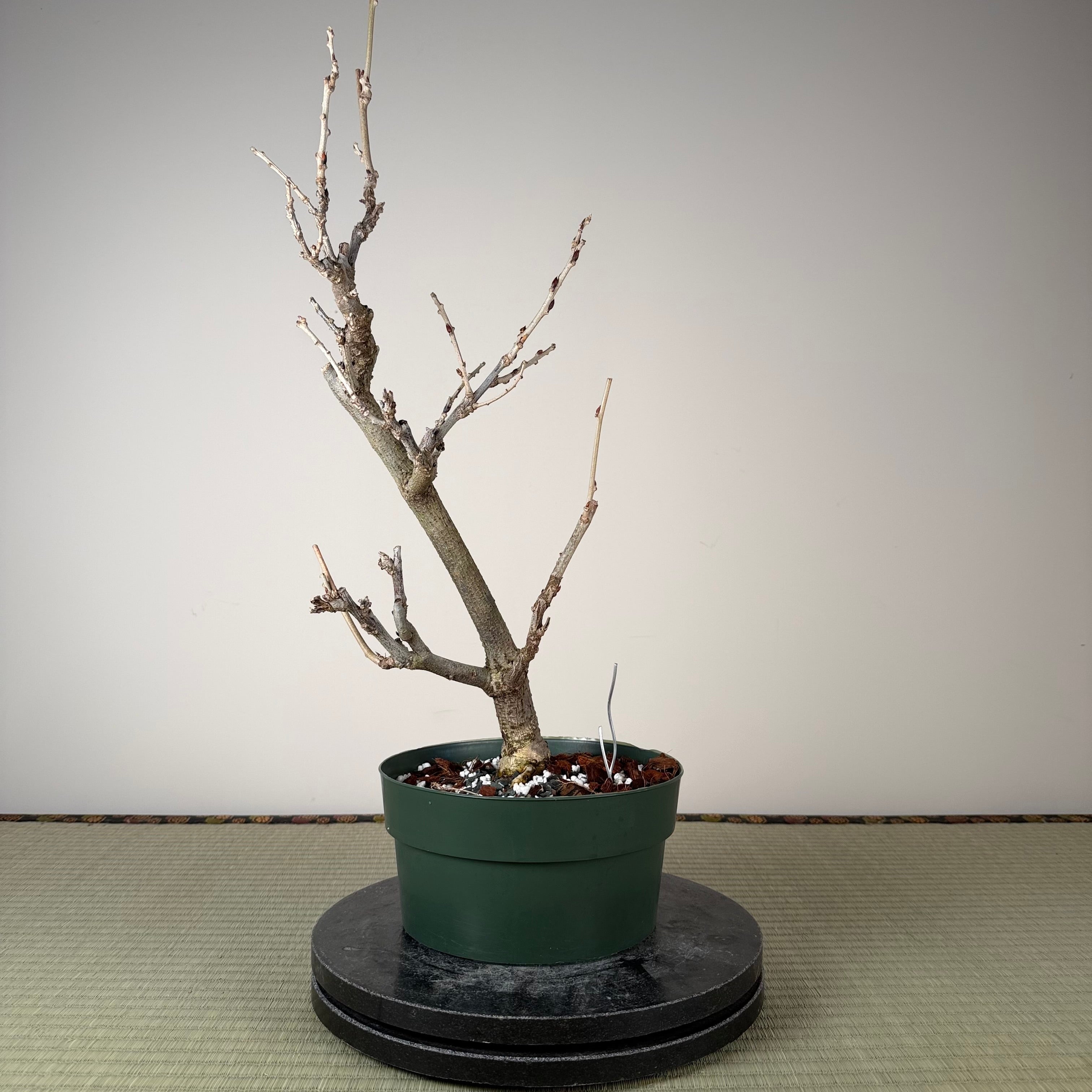 Glycine floribunda (blanche)