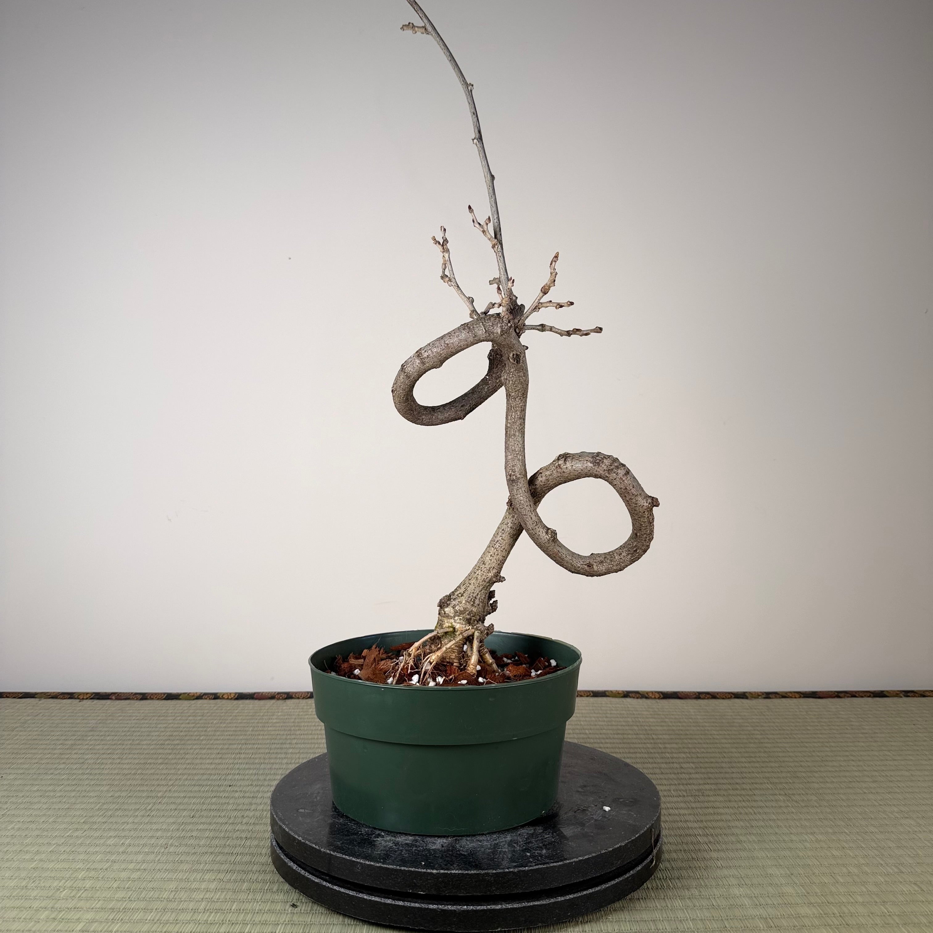Glycine floribunda