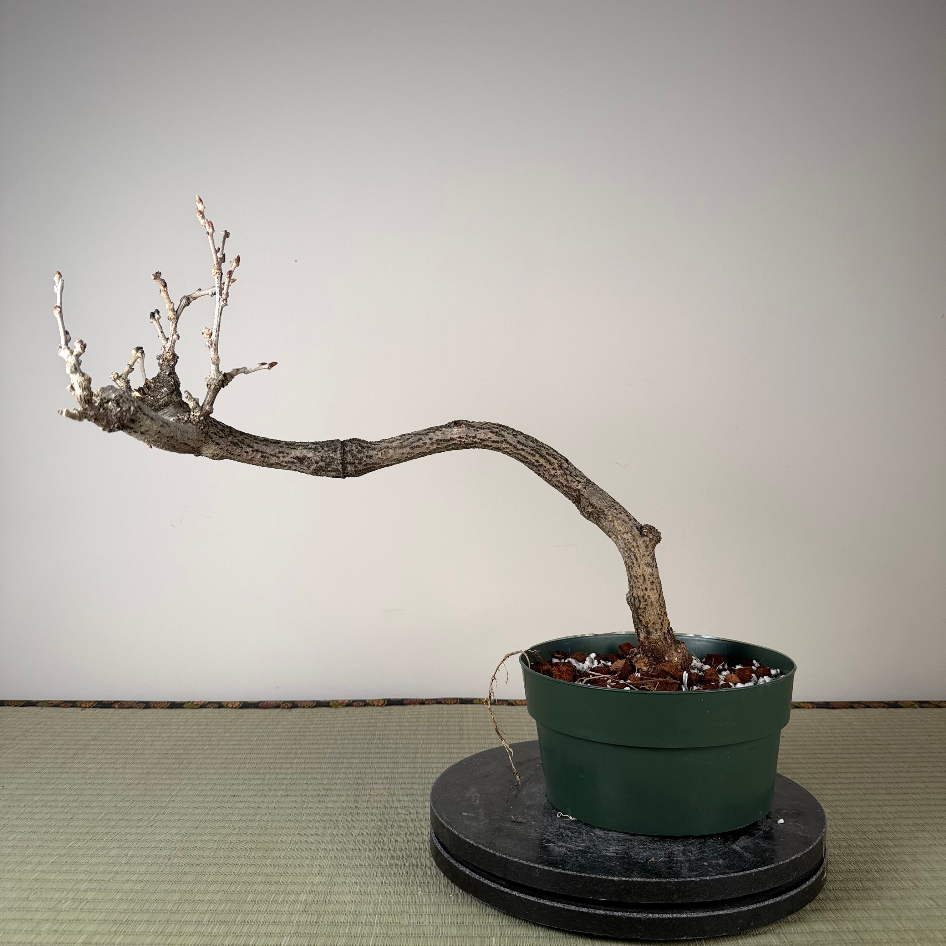 Glycine floribunda