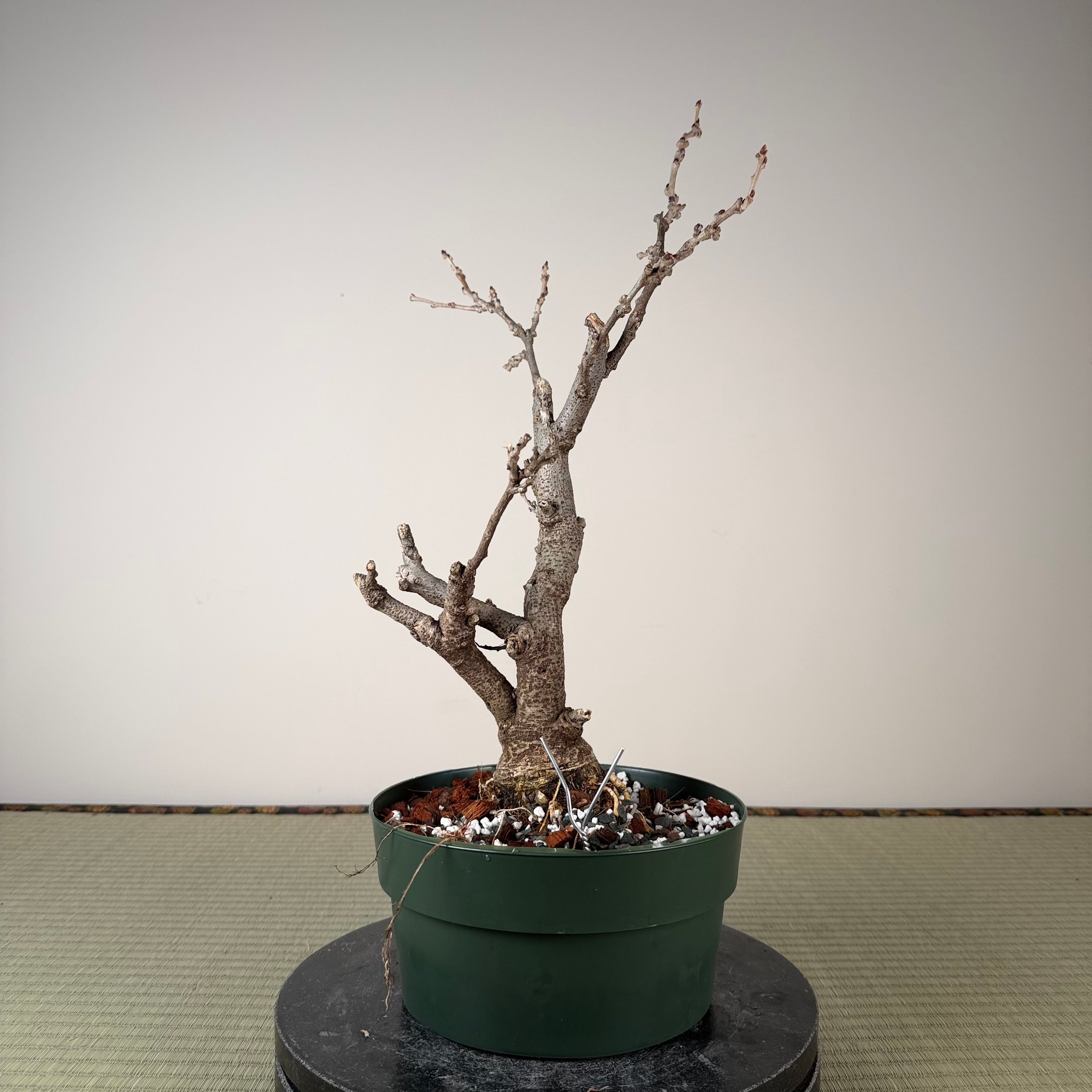 Glycine floribunda