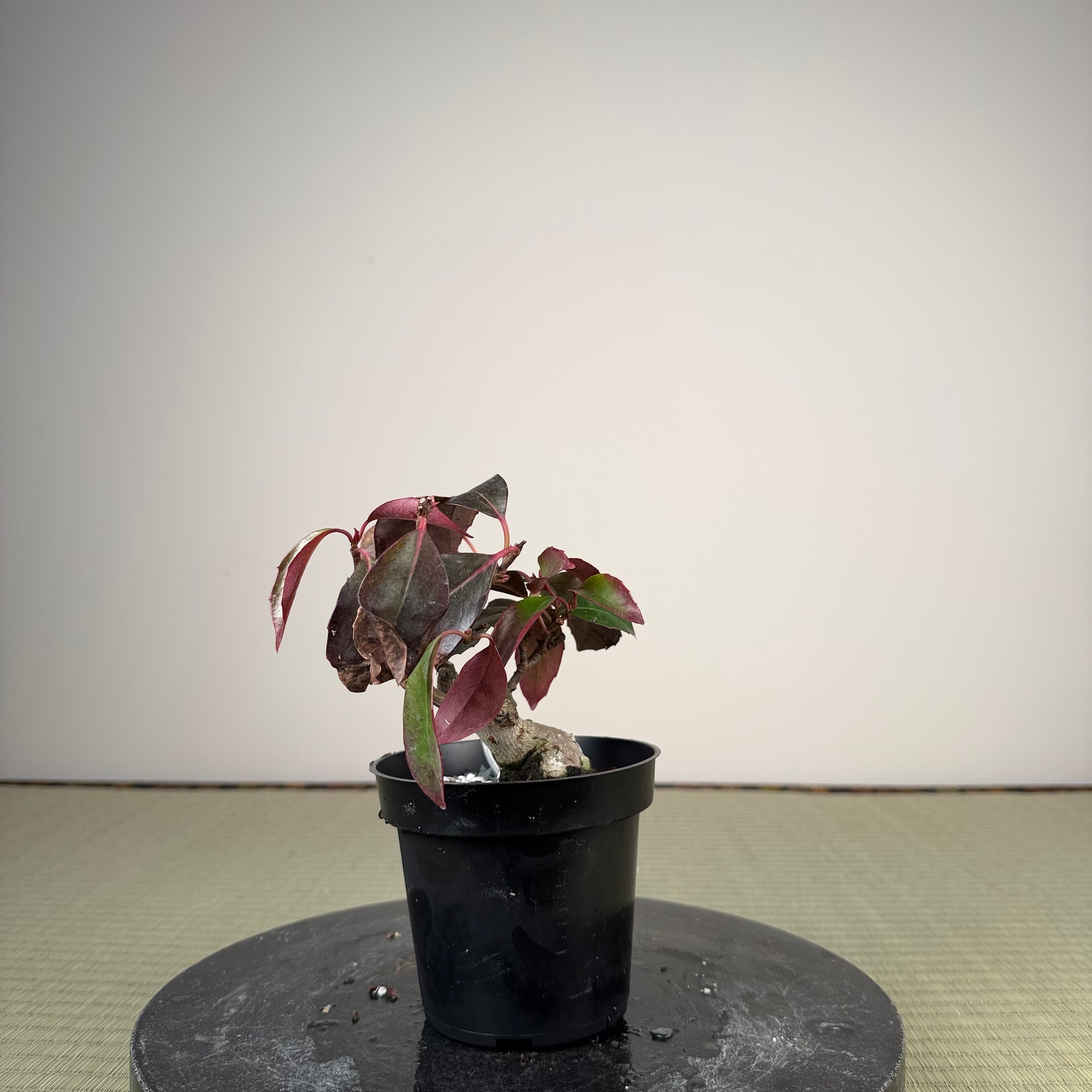 Kadsura japonica