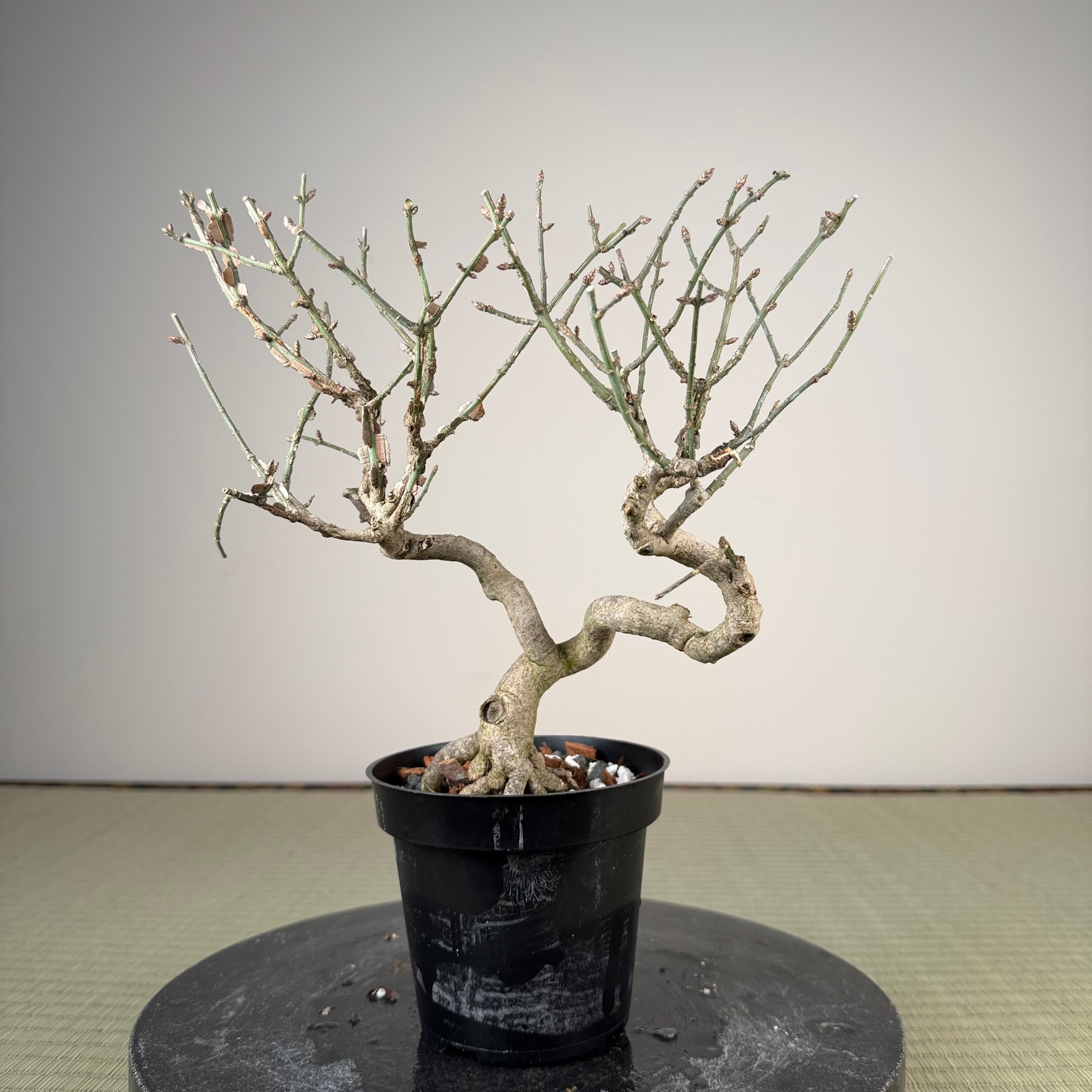 Euonymus
