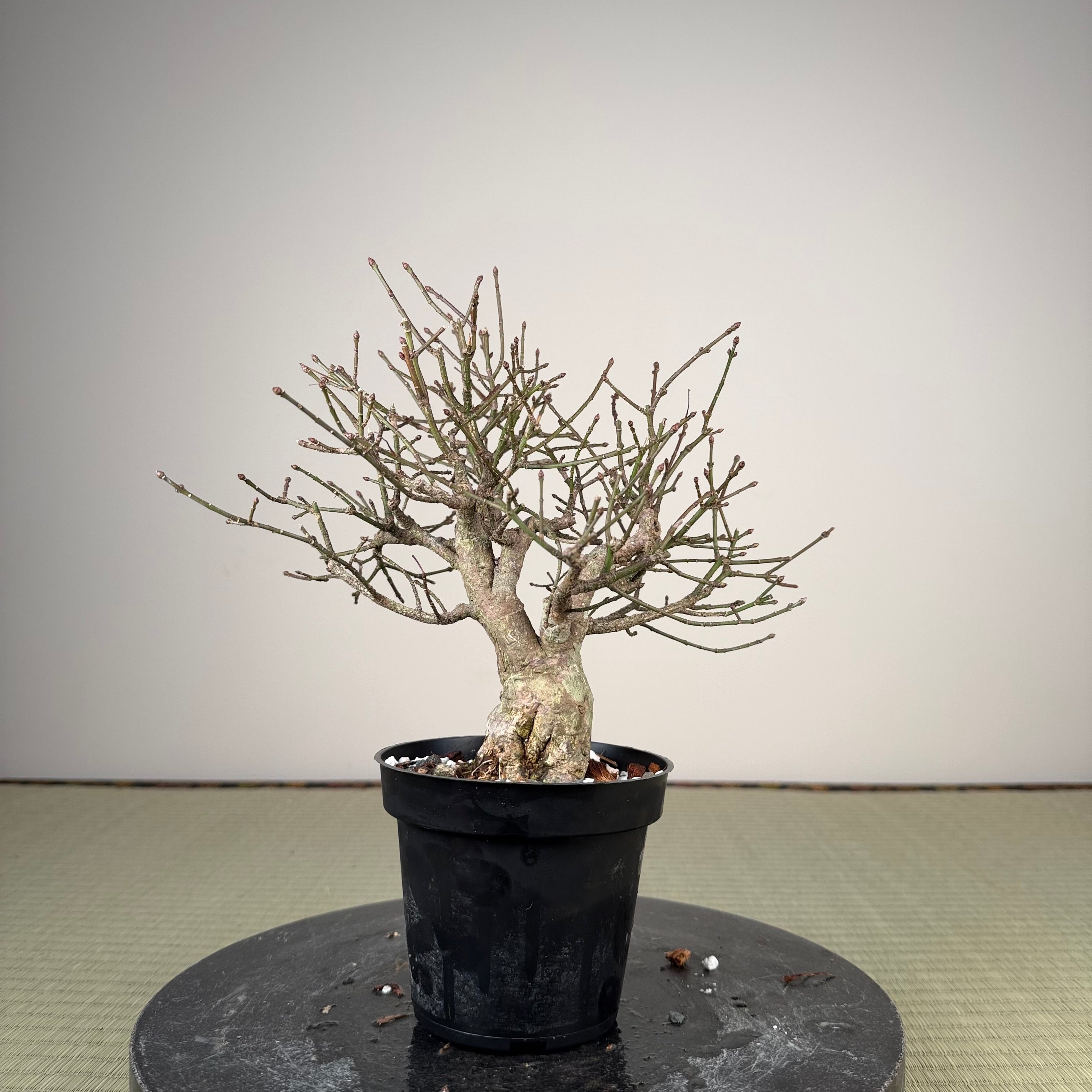 Euonymus