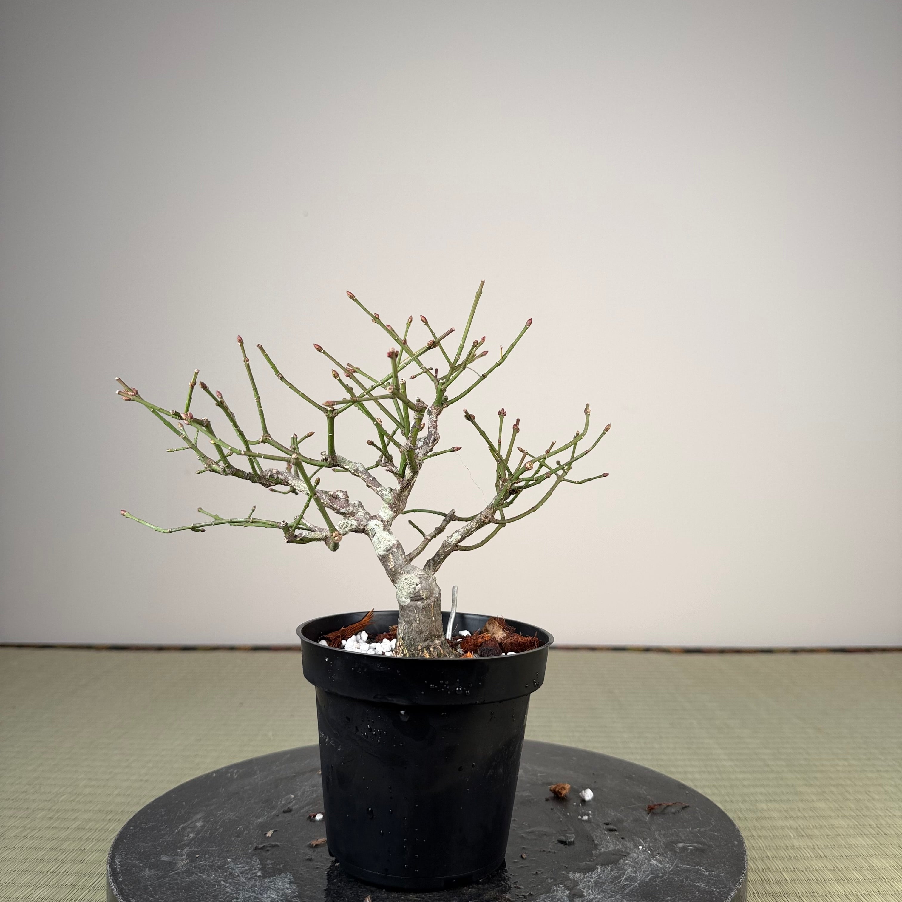 Euonymus