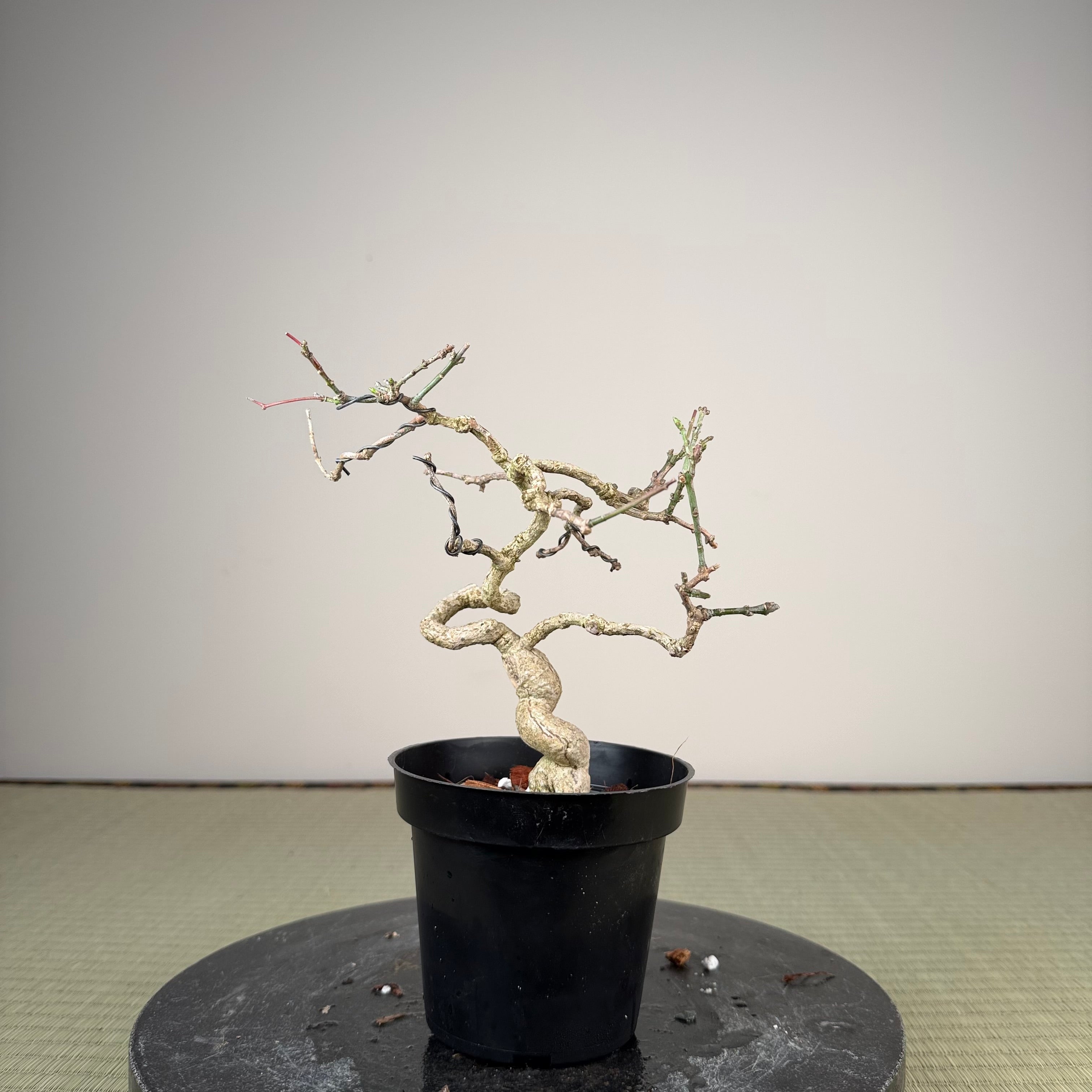 Euonymus