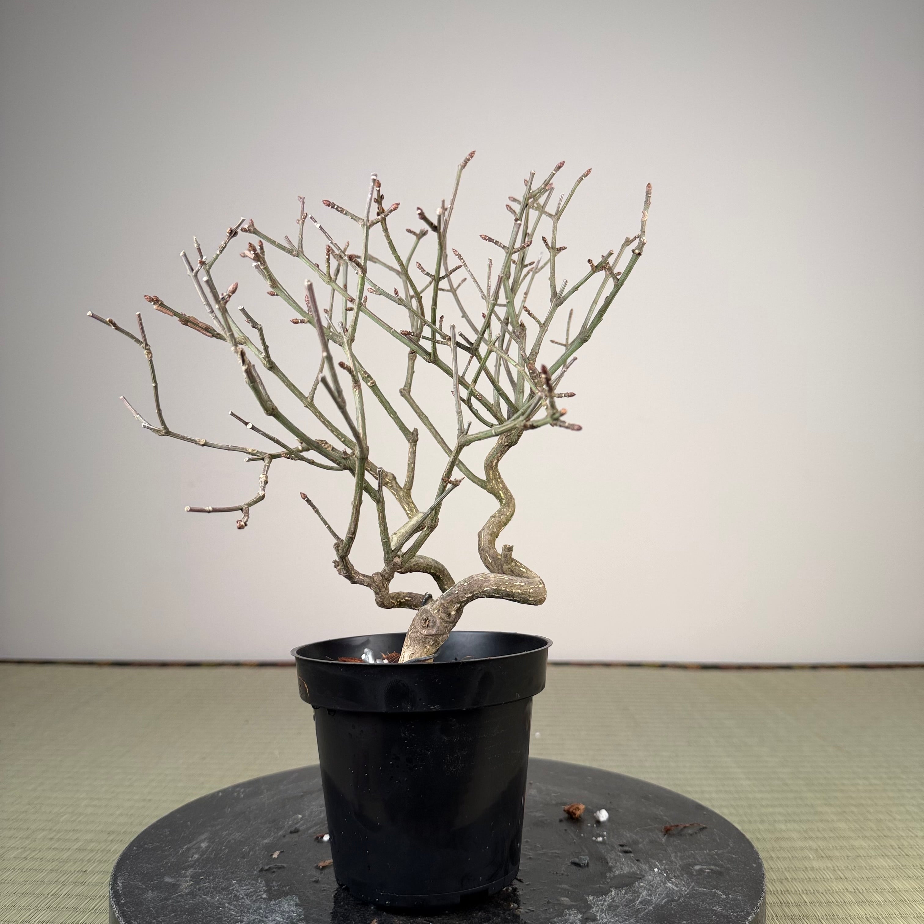 Euonymus