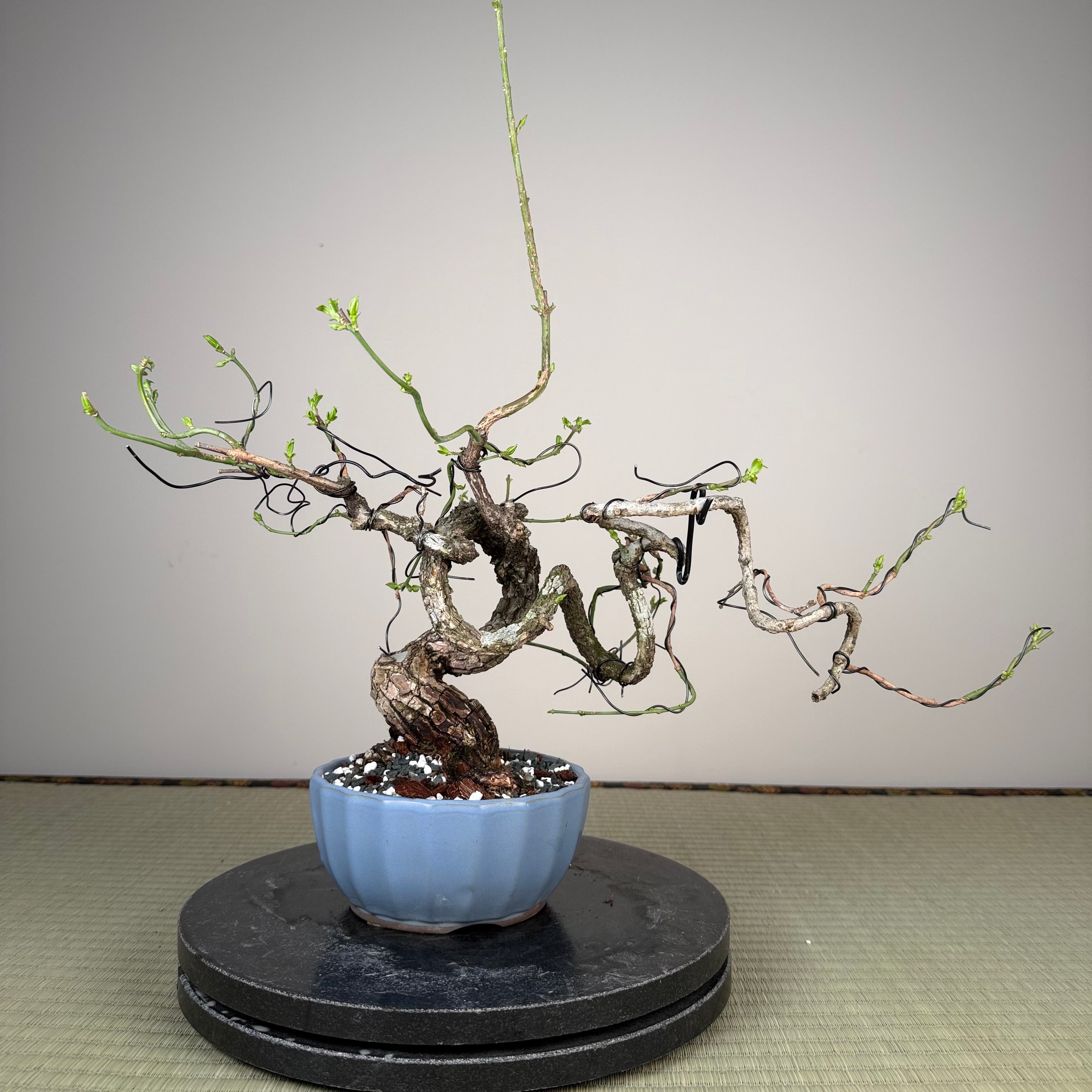 Euonymus