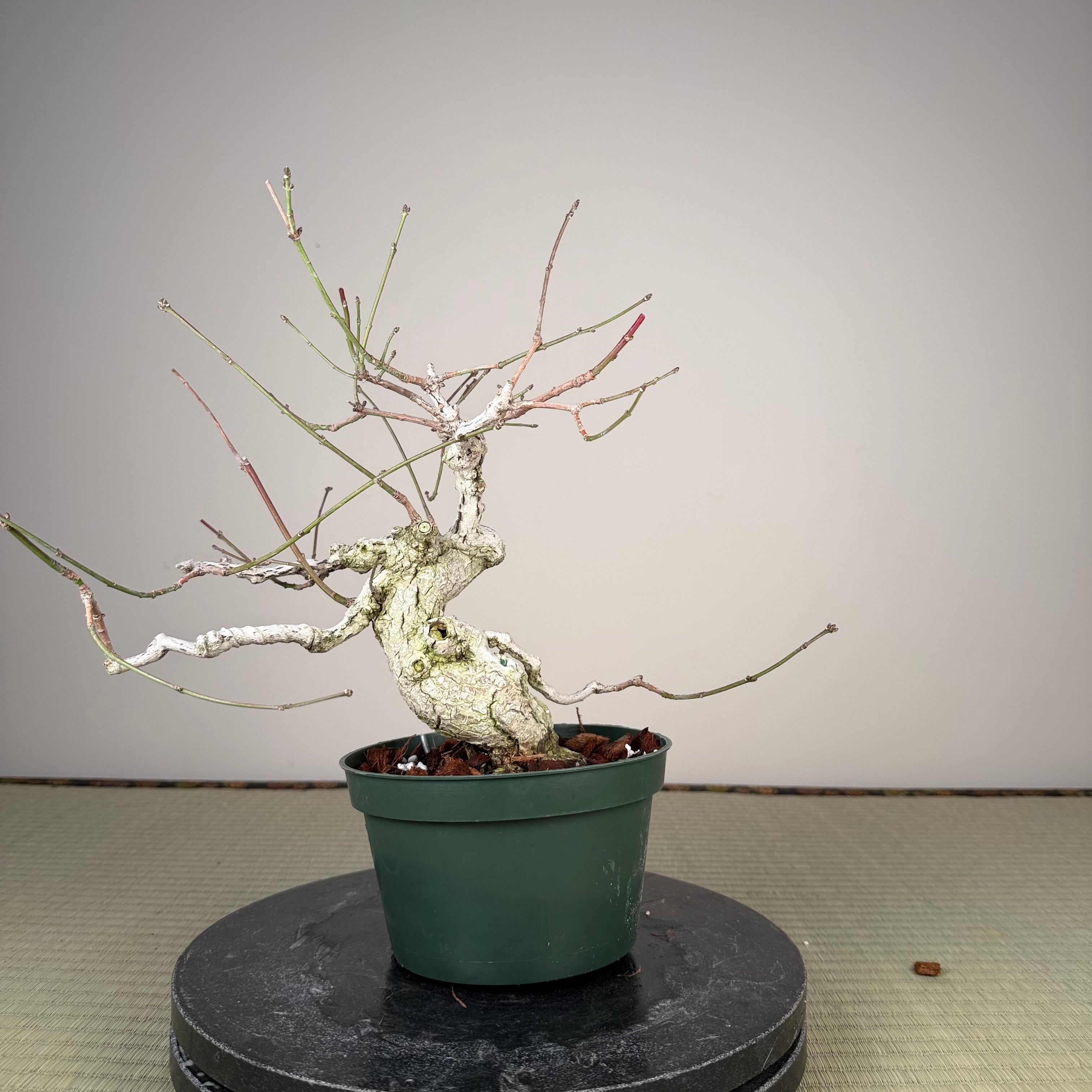 Euonymus