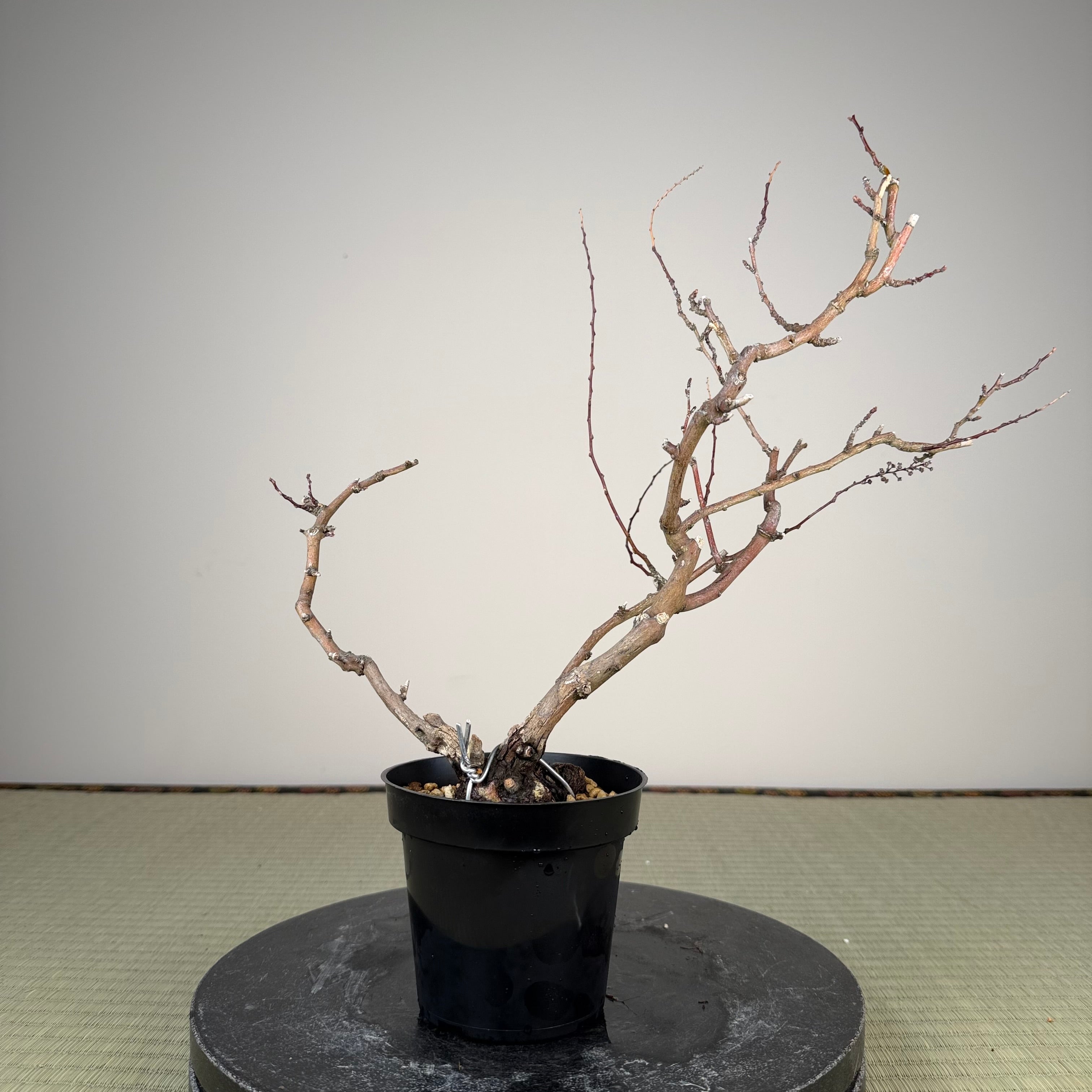 Berchemia racemosa