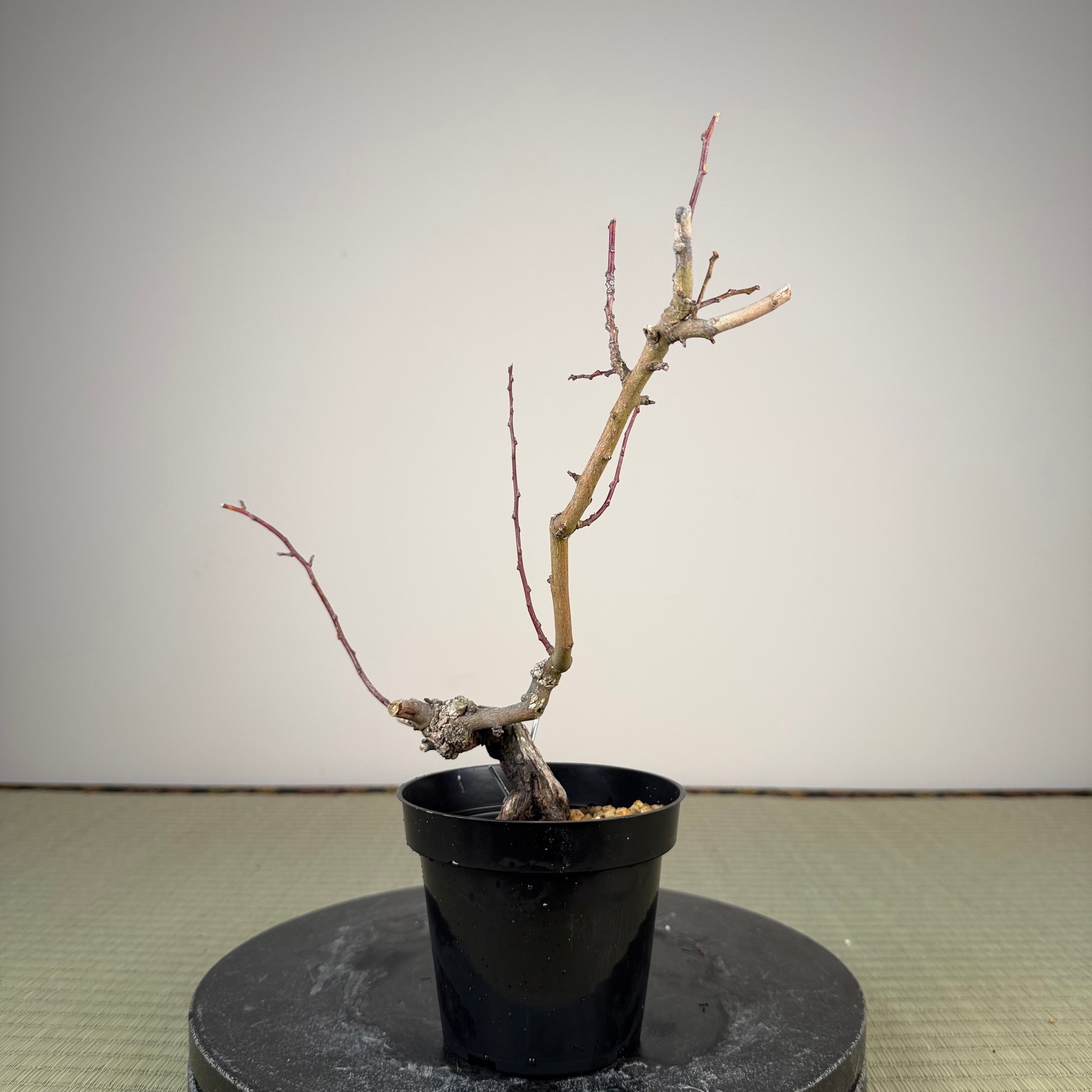 Berchemia racemosa