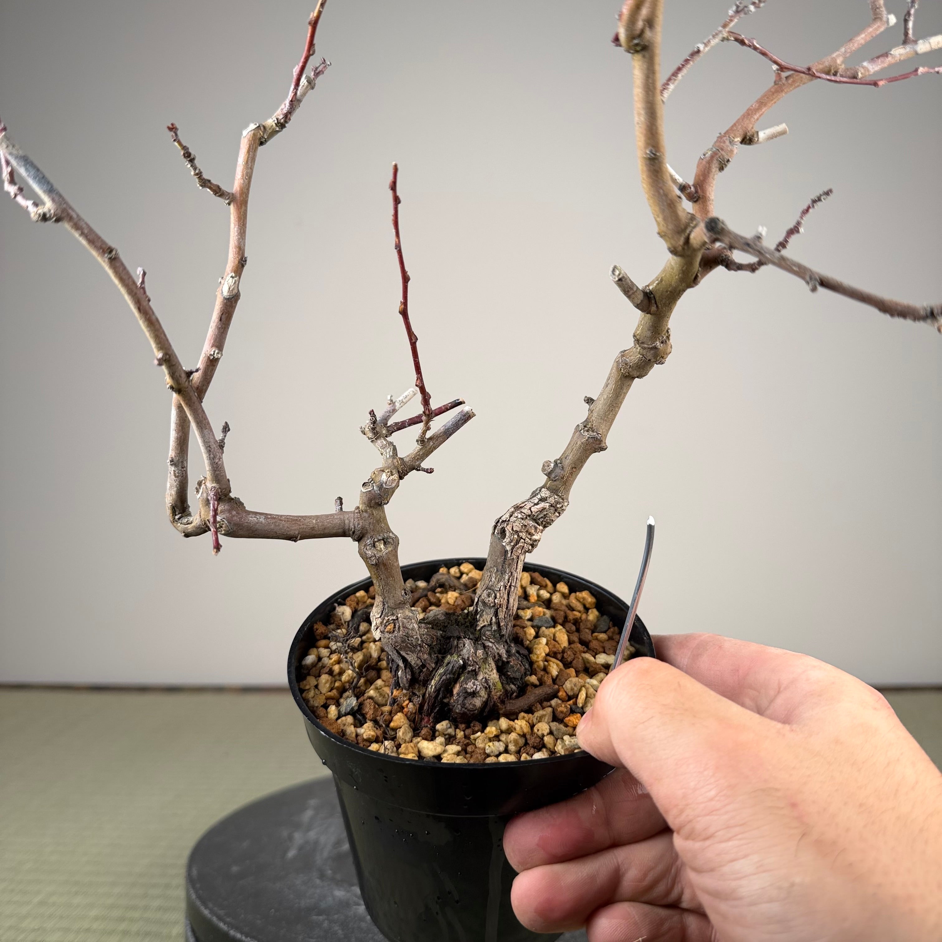 Berchemia racemosa
