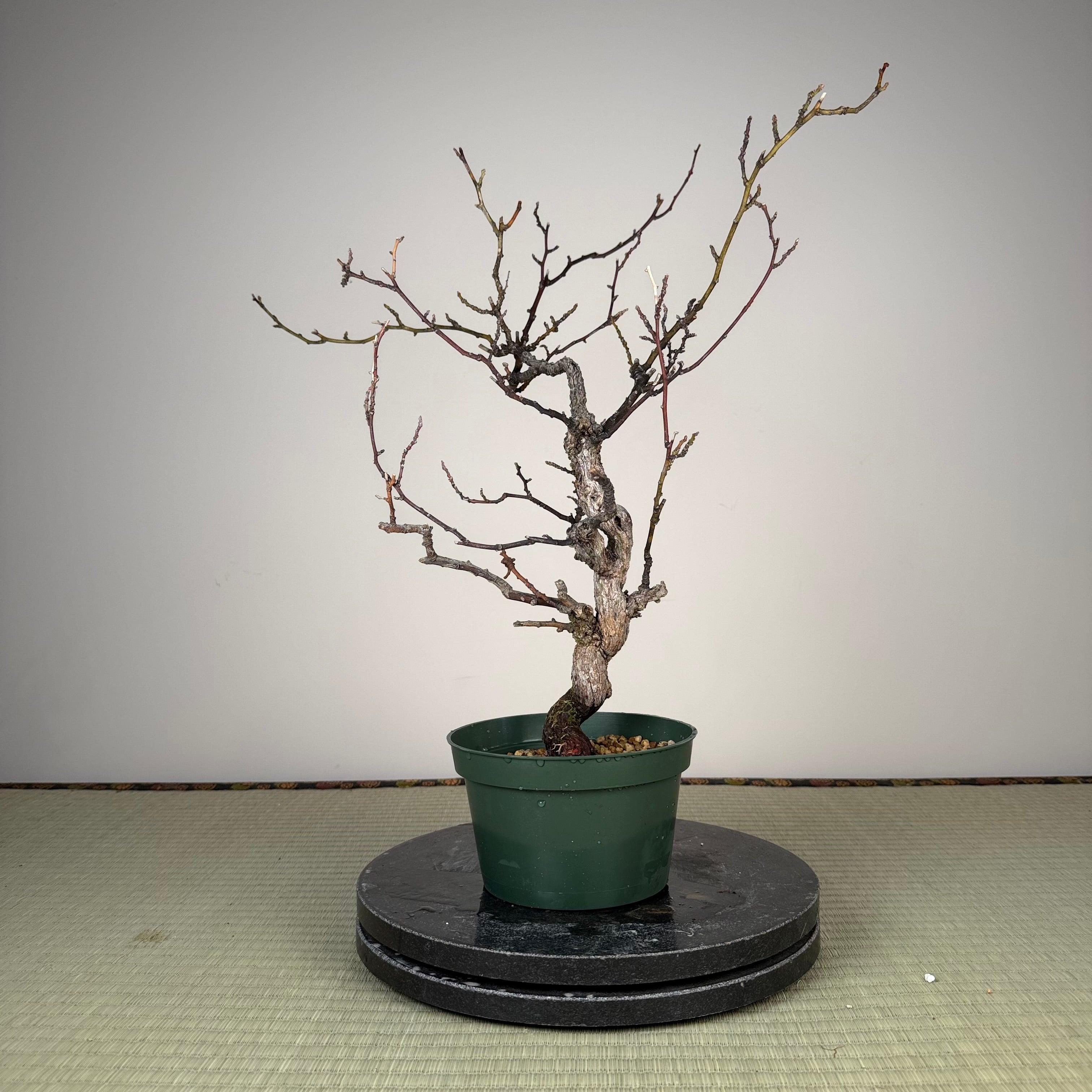 Berchemia racemosa