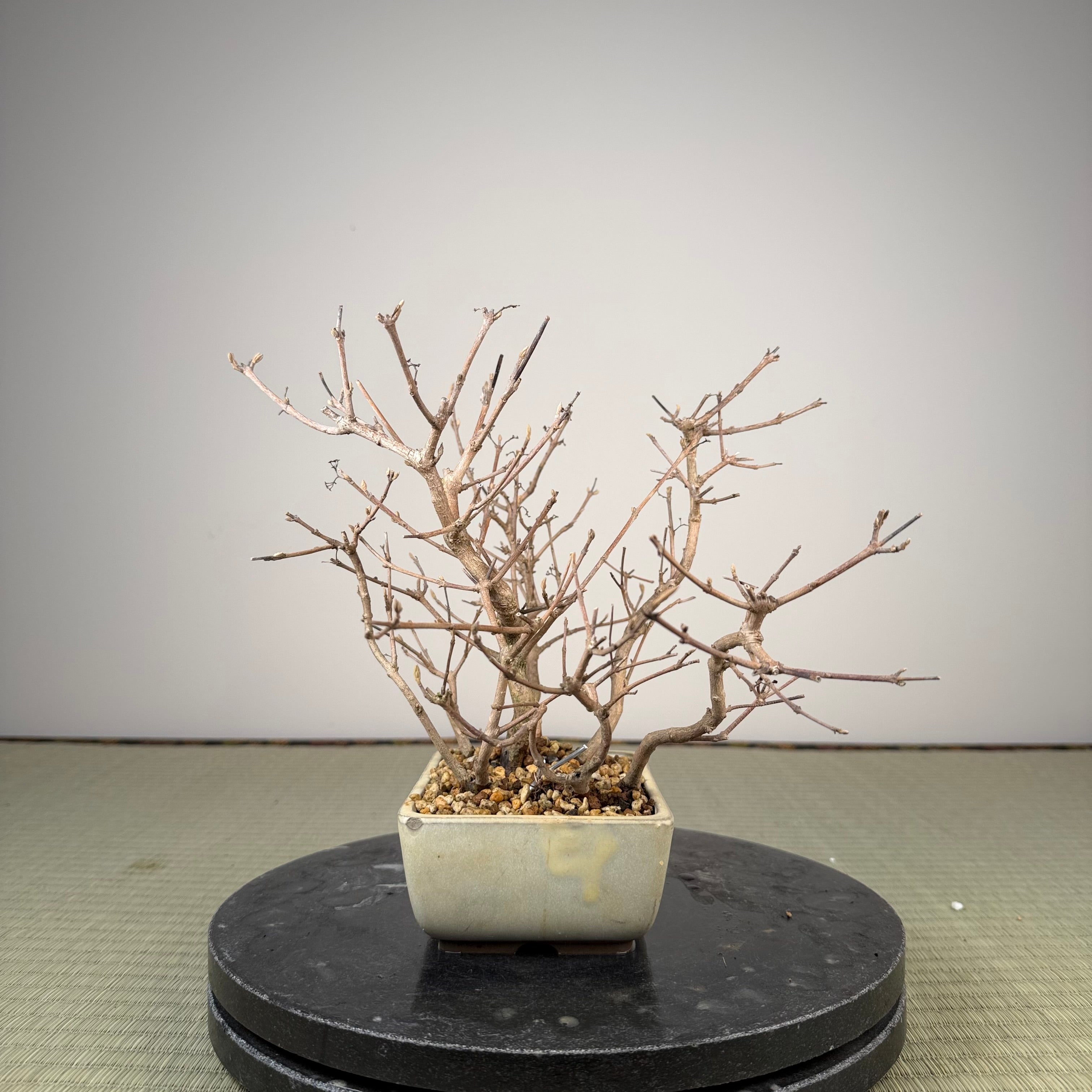 Callicarpa japonica