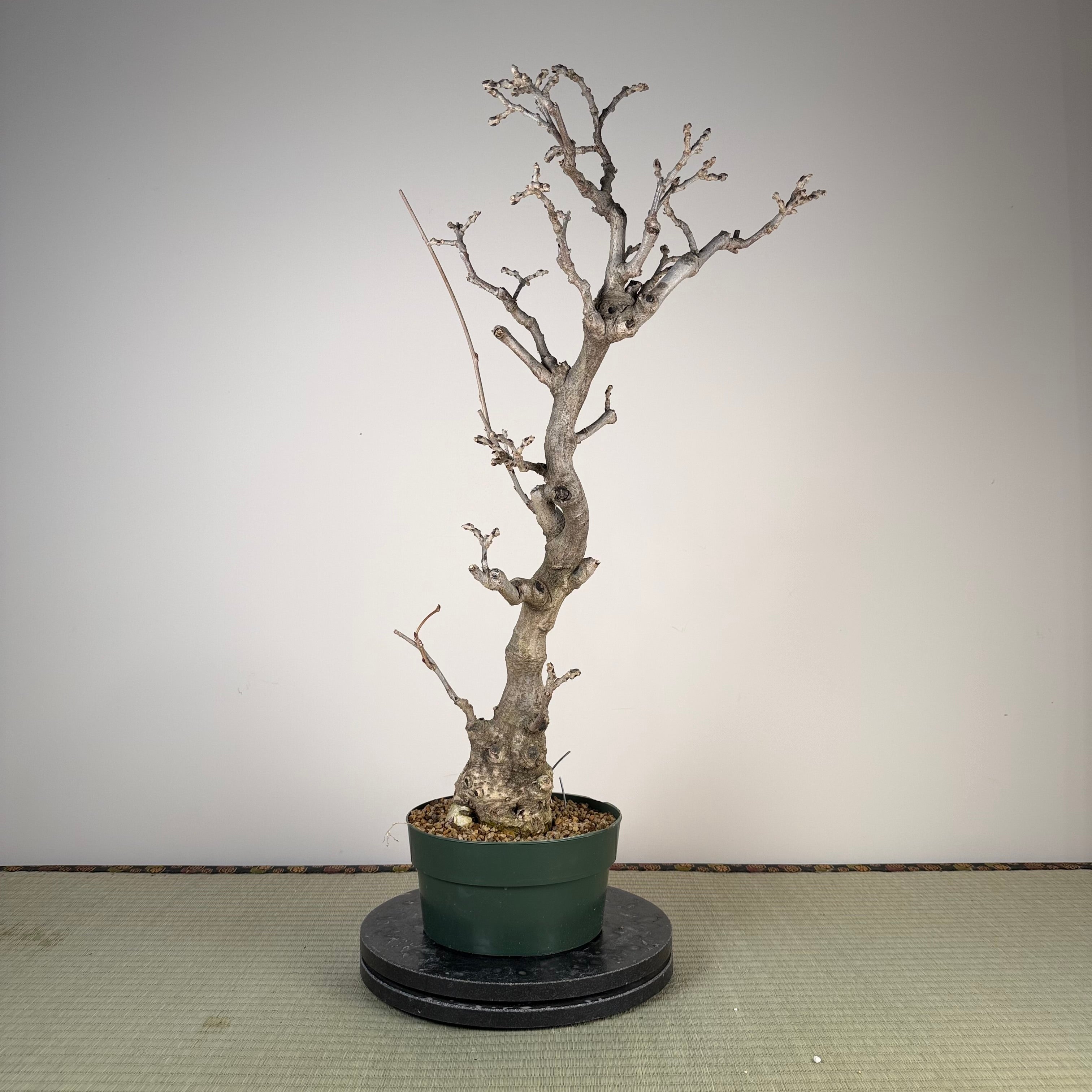 Glycine floribunda