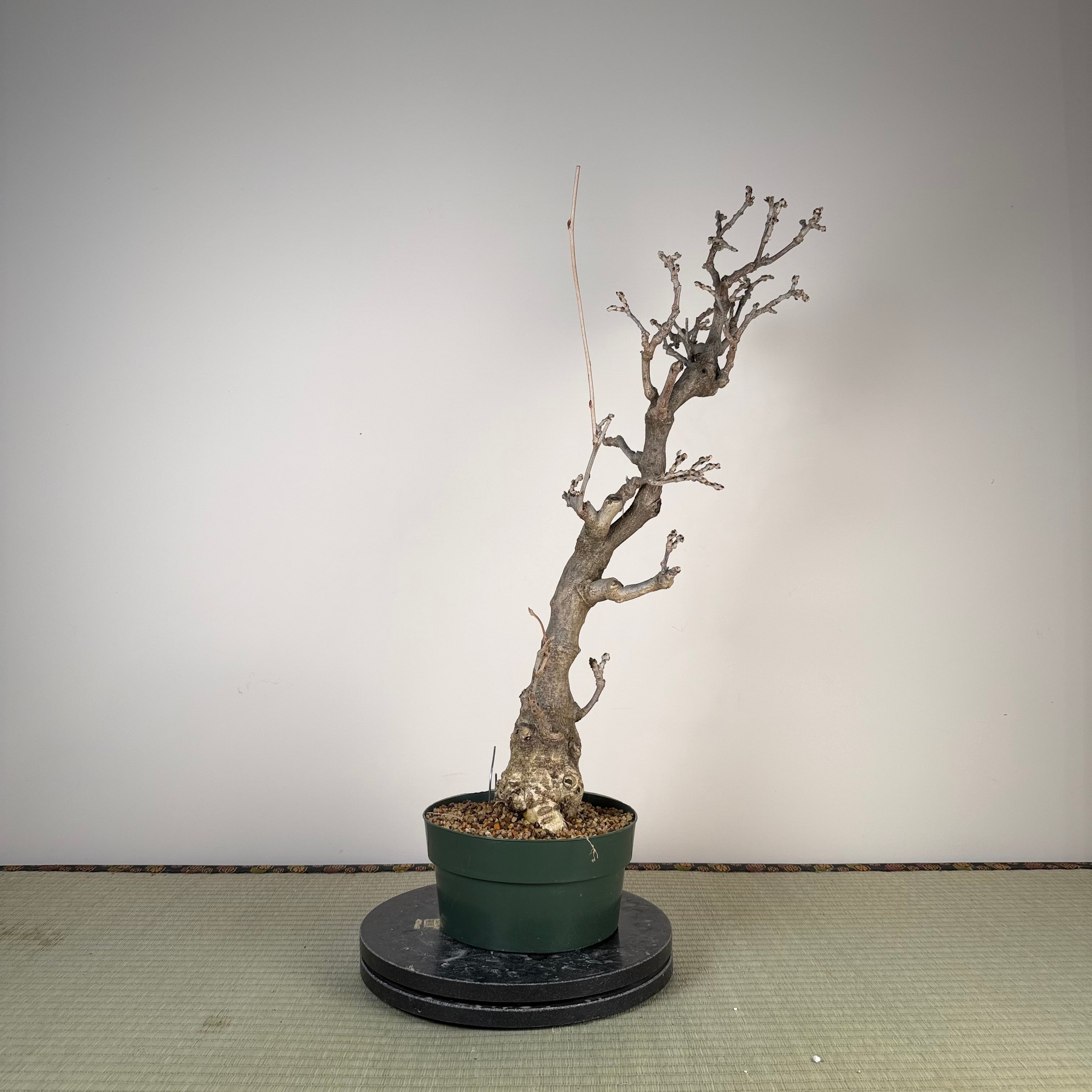 Glycine floribunda