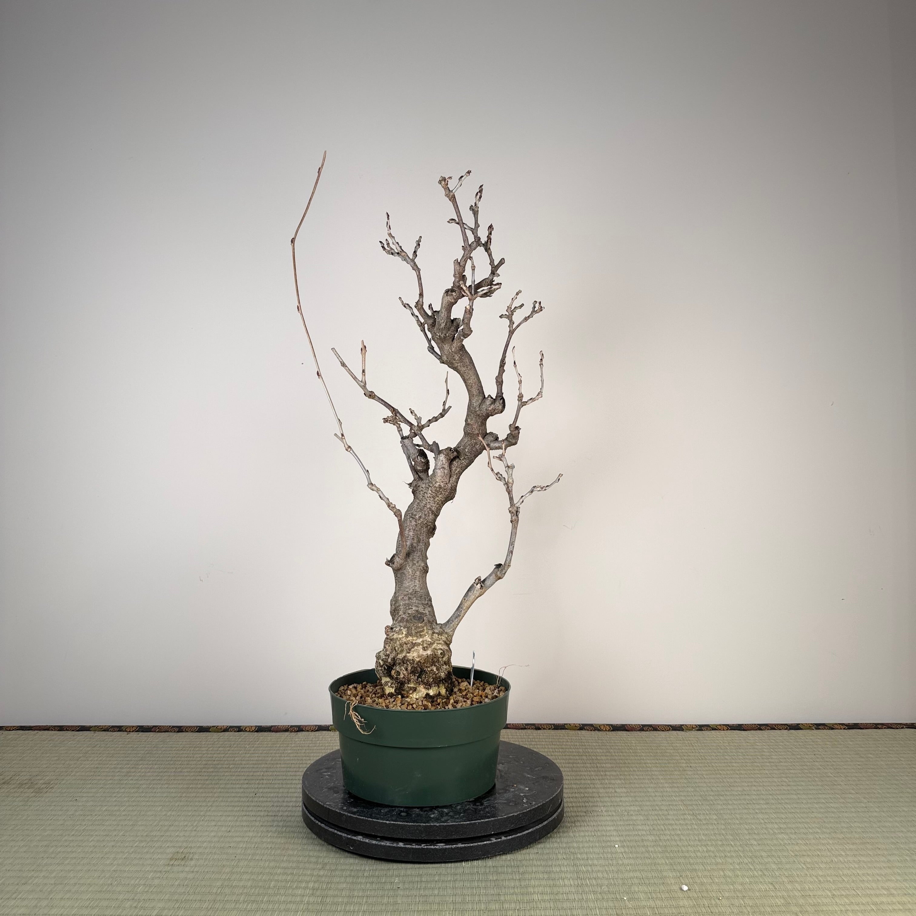 Glycine floribunda