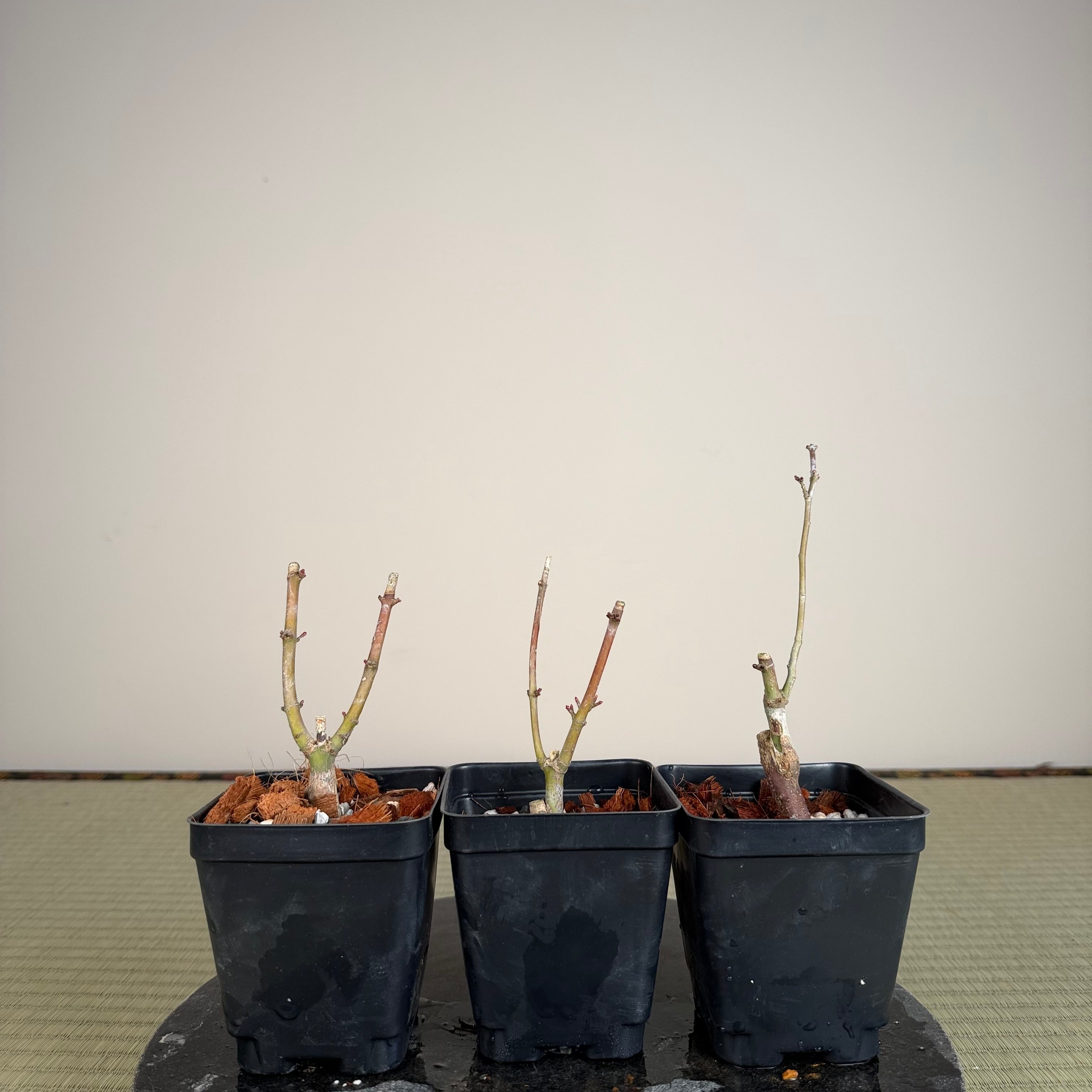 Érable palmé 'Shishigashira' (greffé)