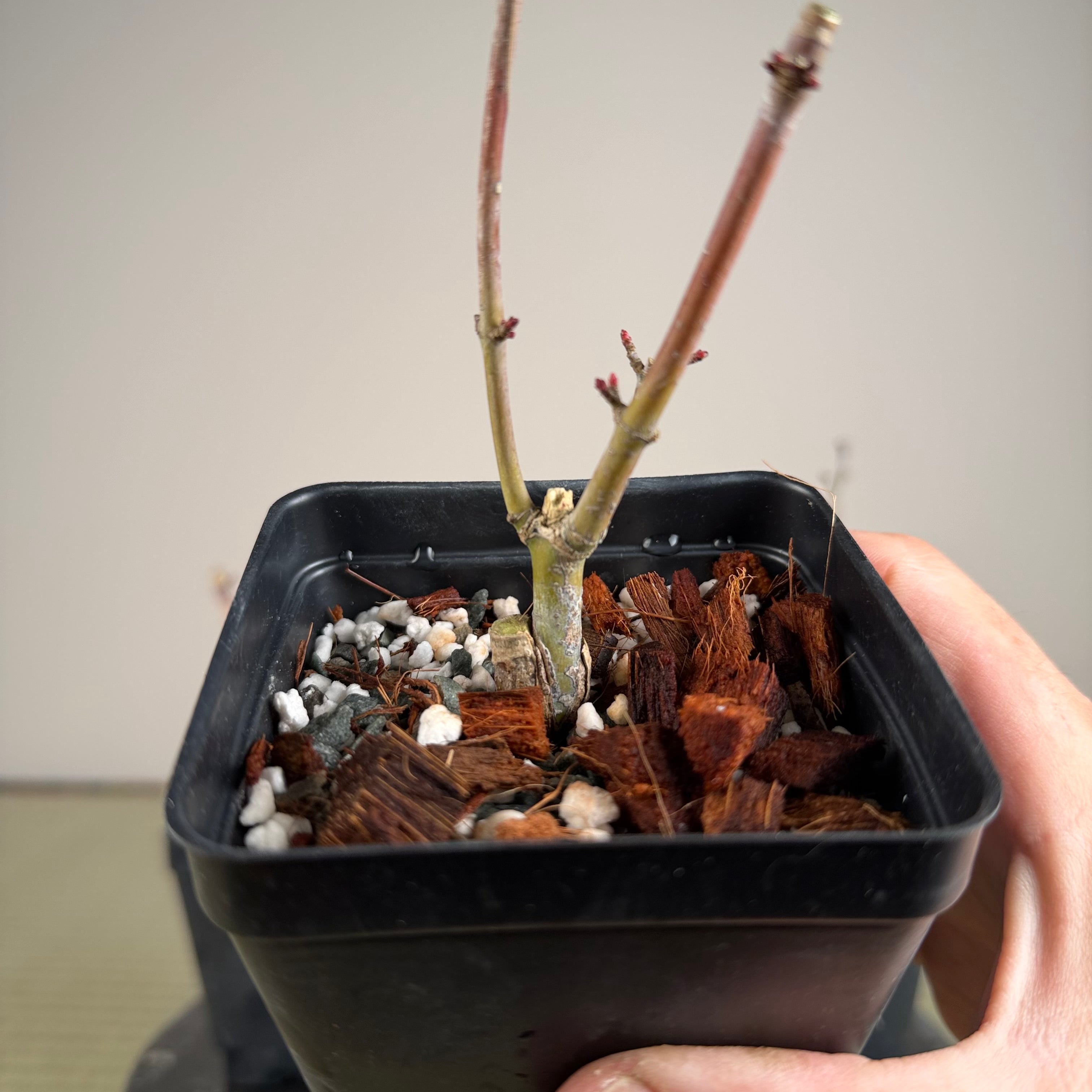 Érable palmé 'Shishigashira' (greffé)