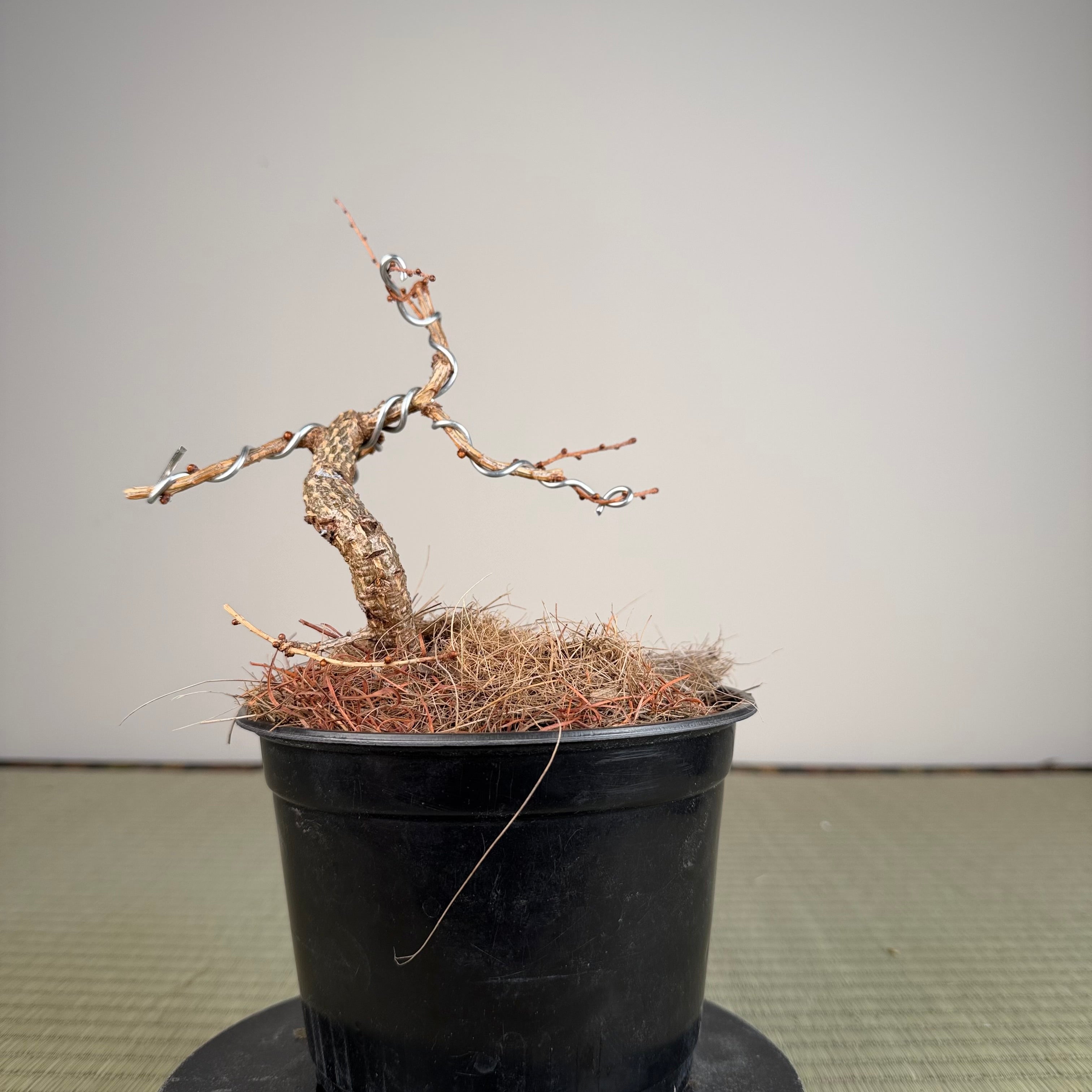 Larix leptolepsis