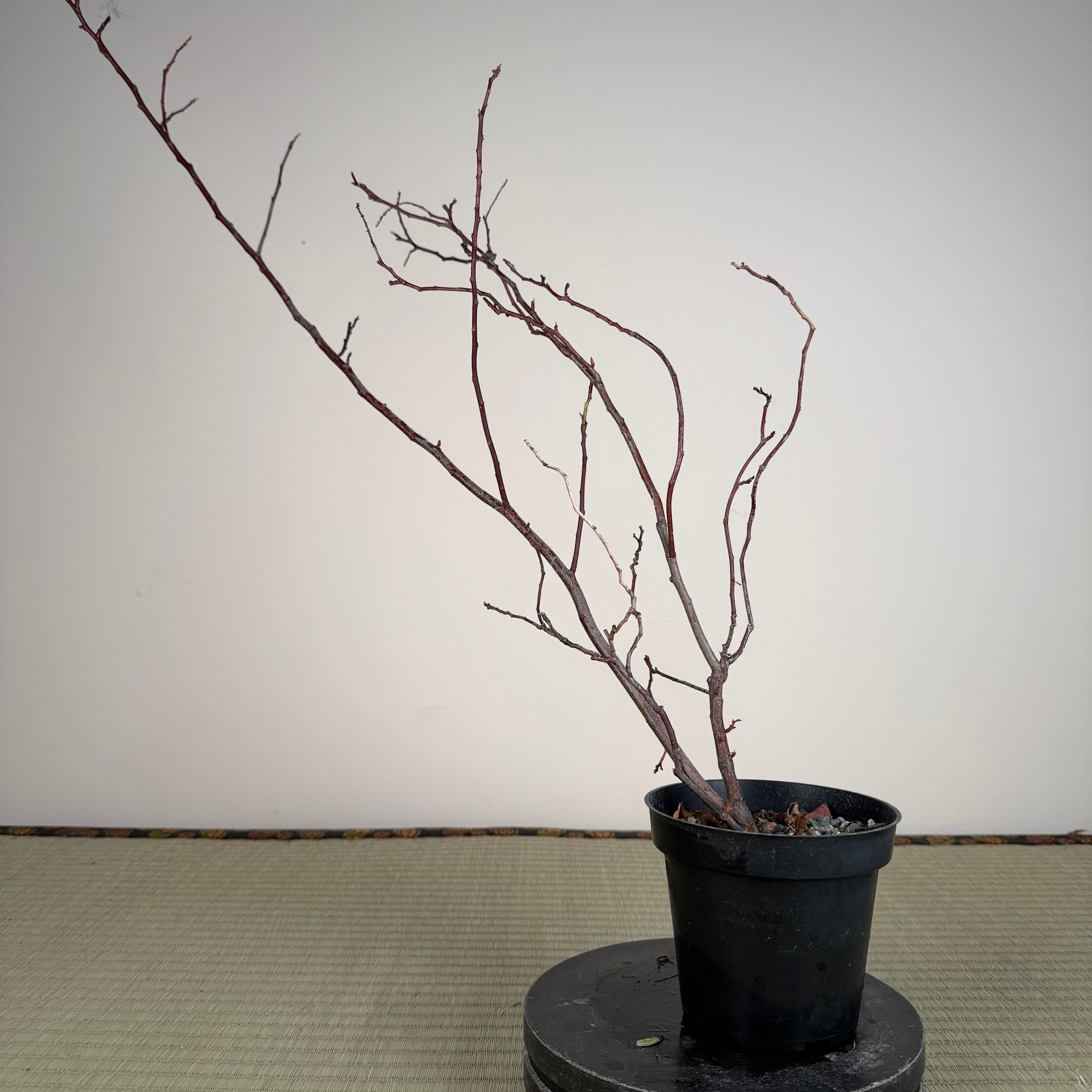 Itea japonica