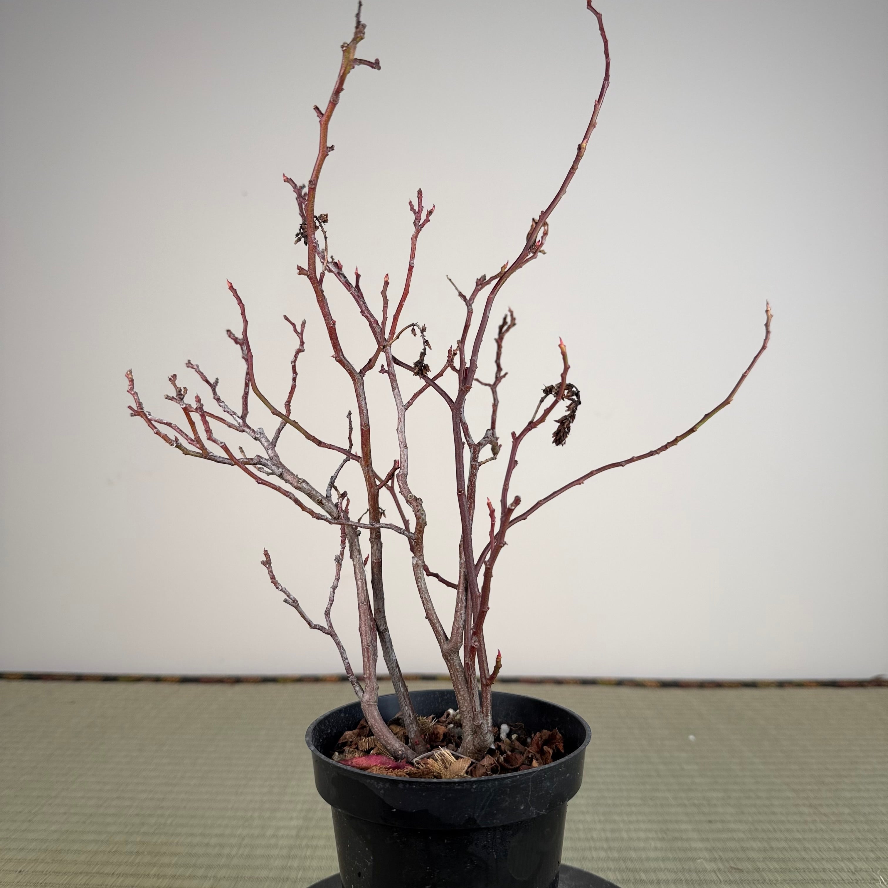 Itea japonica