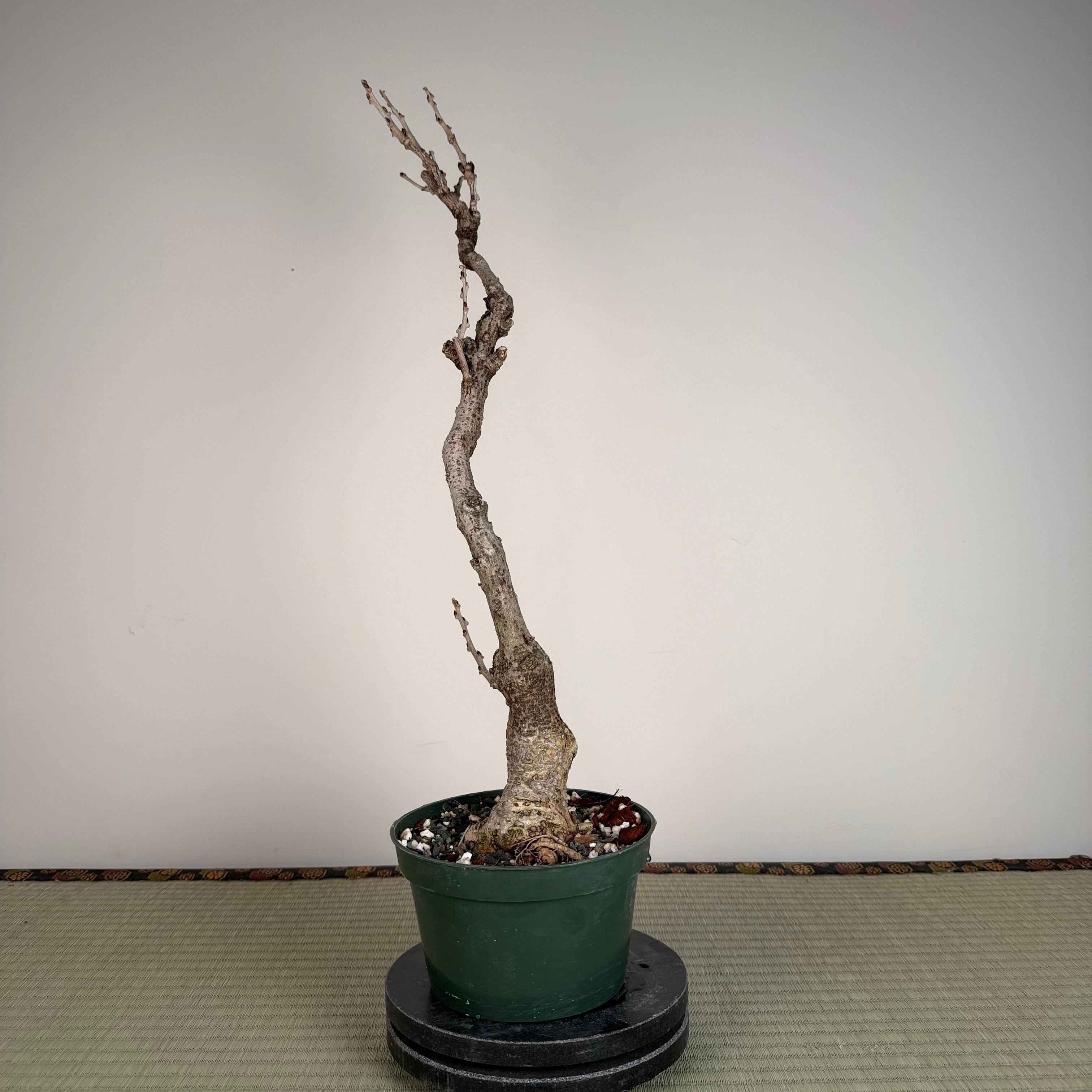 Glycine floribunda