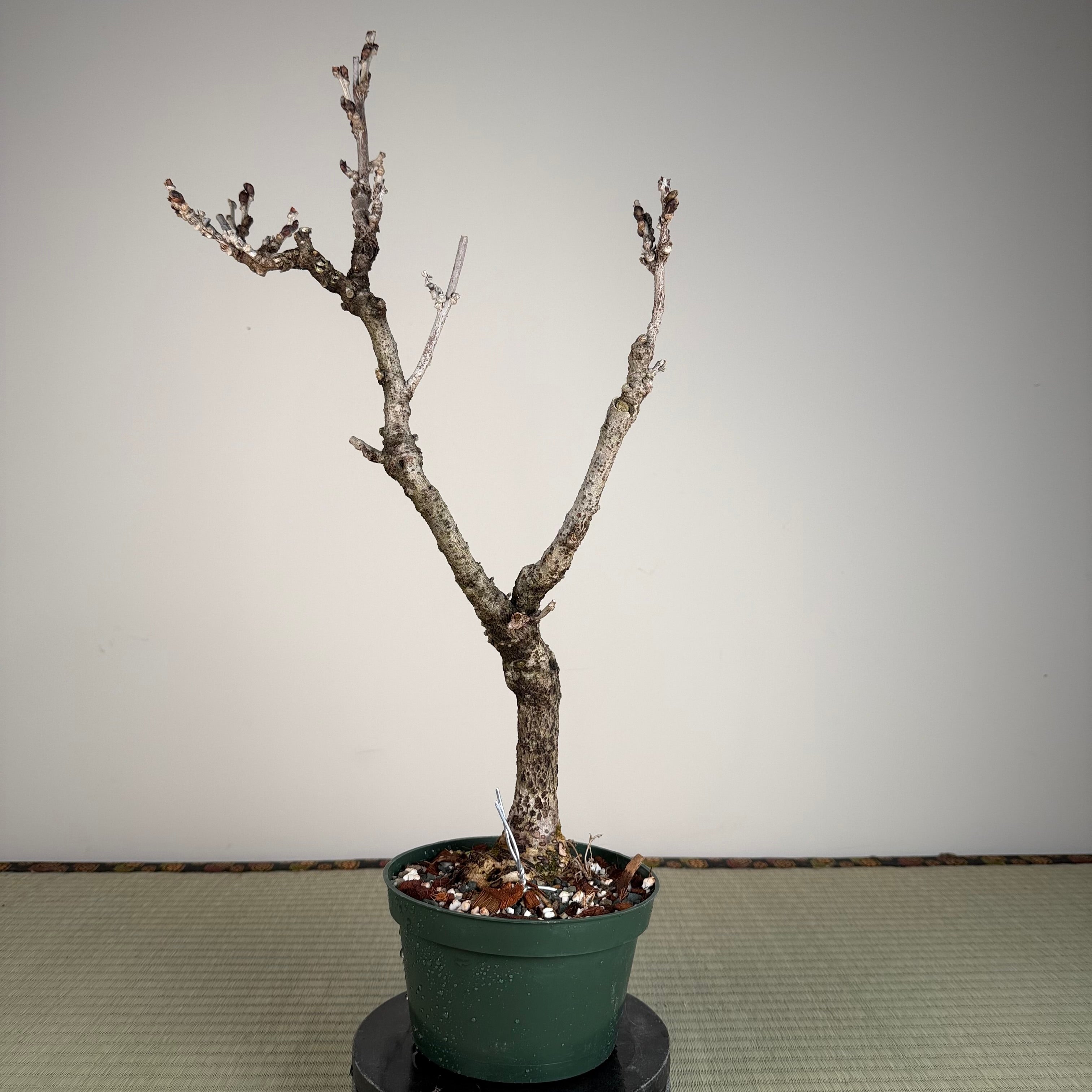 Glycine floribunda
