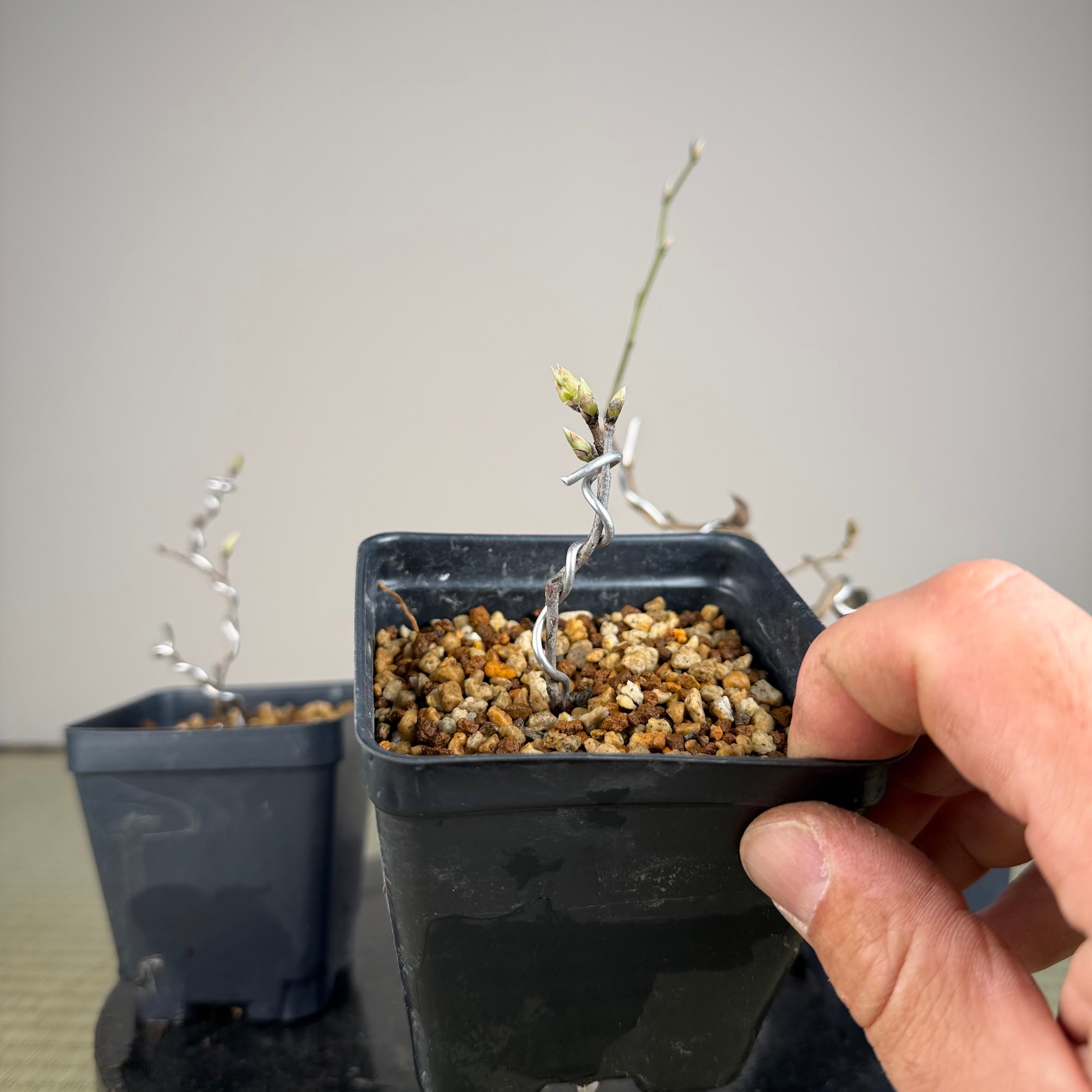 Diospyros rhombifolia (bouture de racine) « Kokuhou »