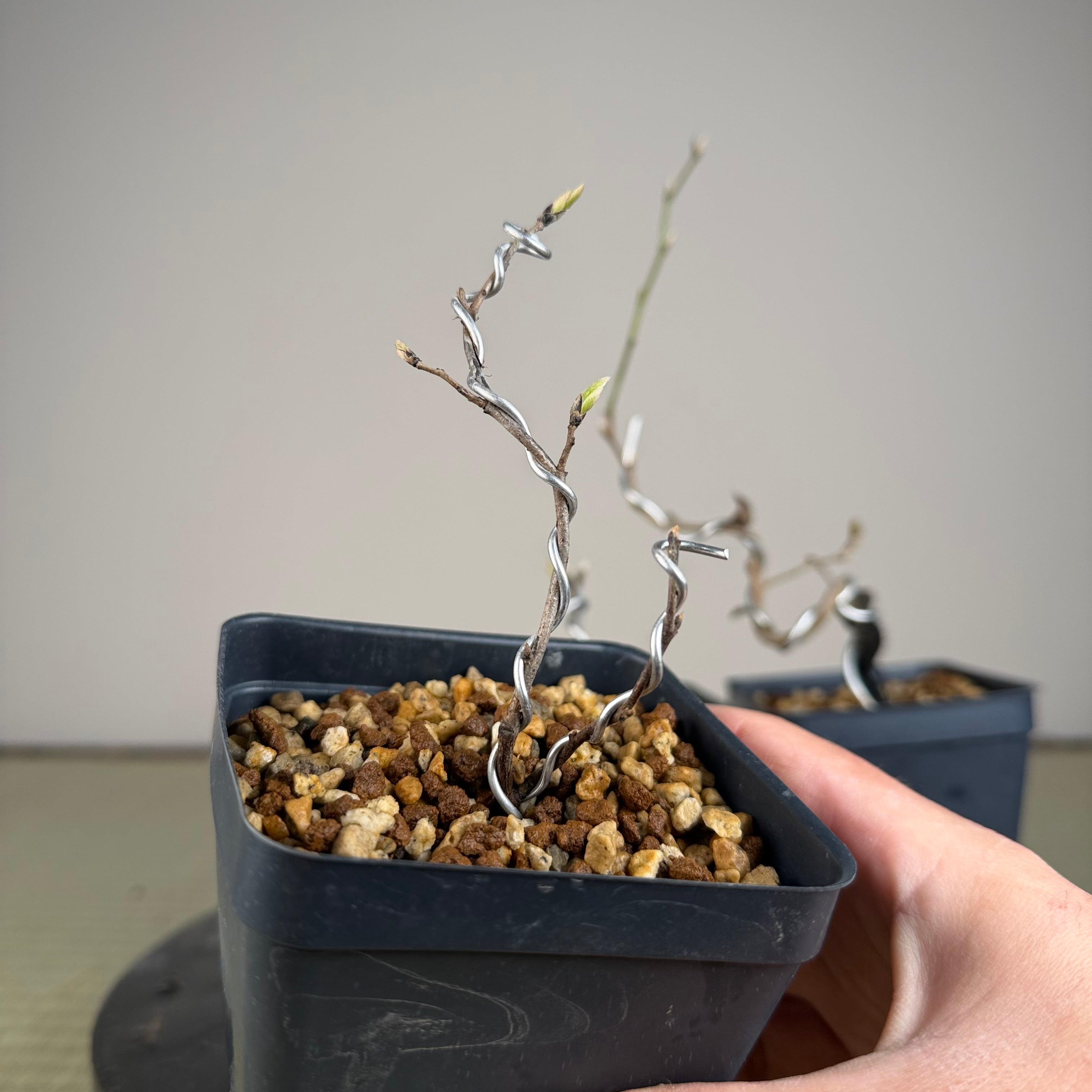 Diospyros rhombifolia (bouture de racine) « Kokuhou »