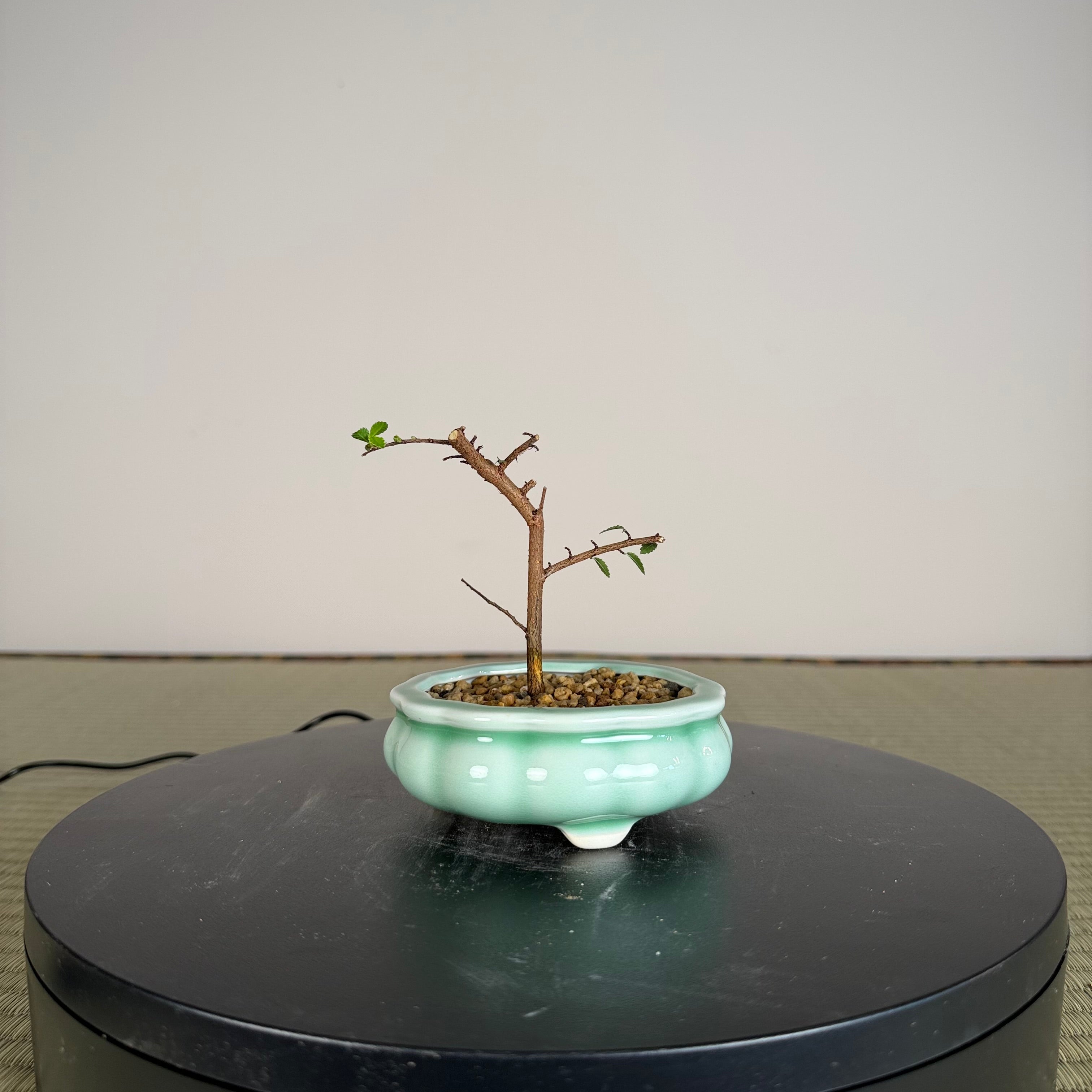 Chinese Elm