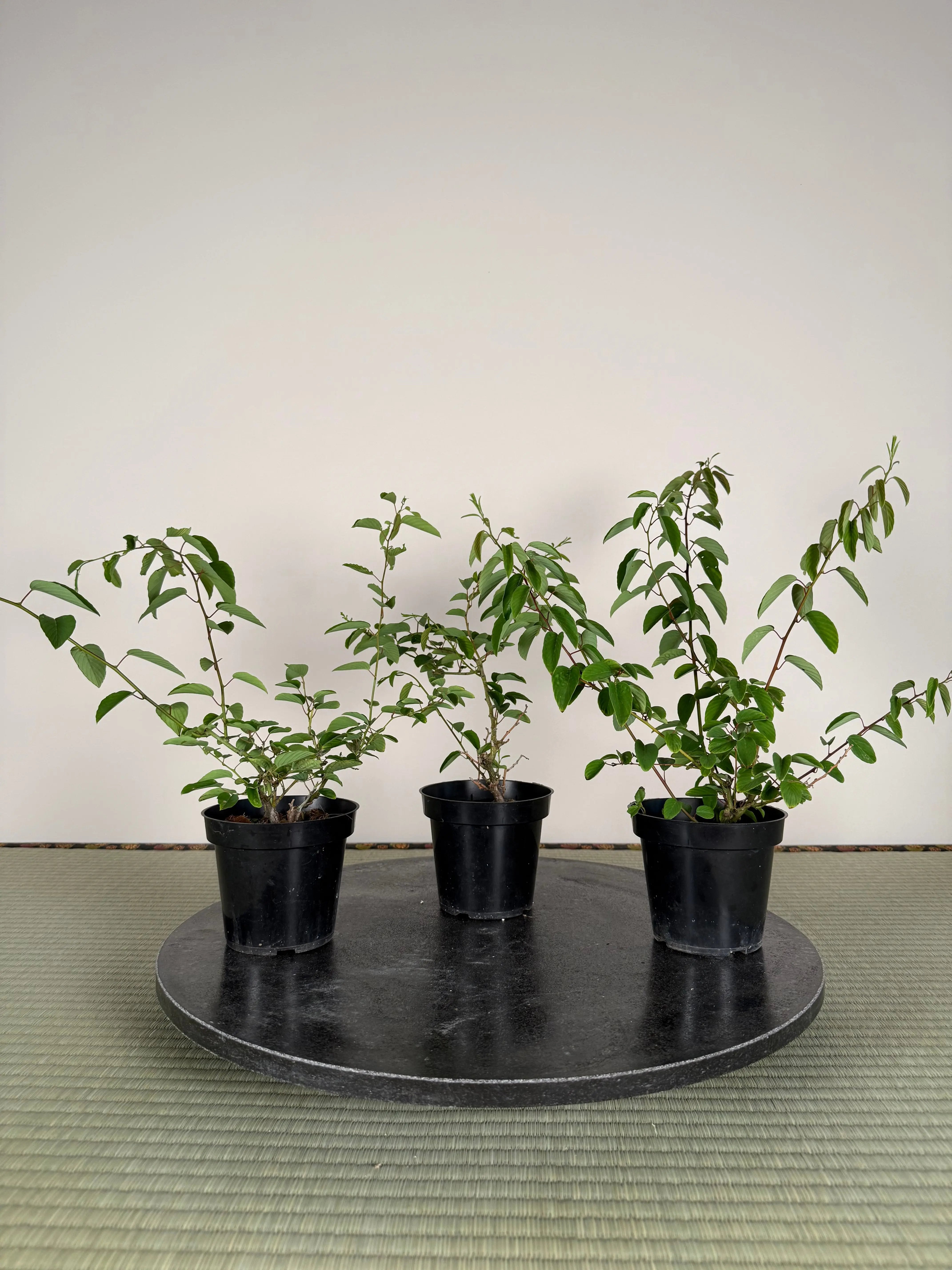 Berchemia racemosa (cuttings) Canada Bonsai