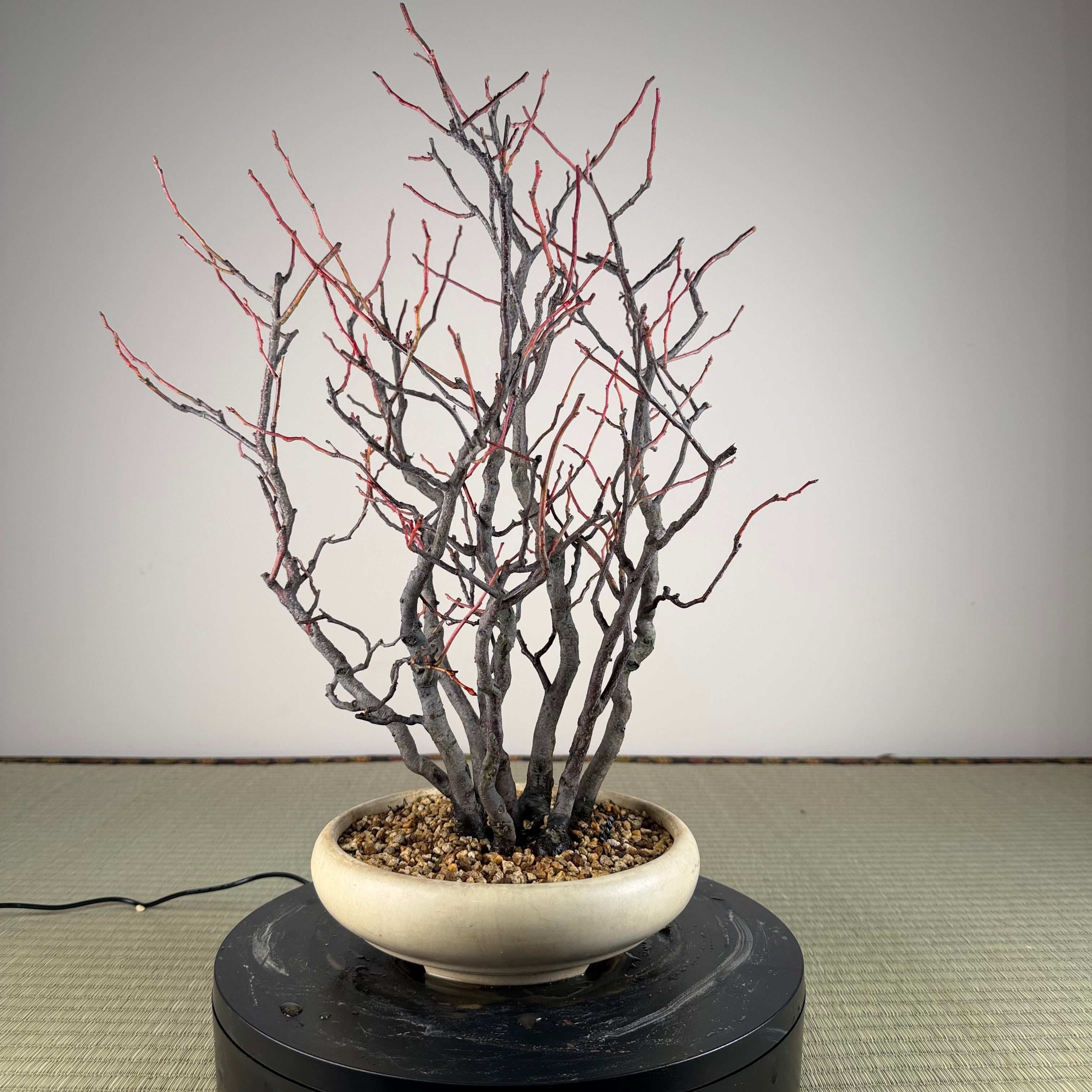 Itea japonica