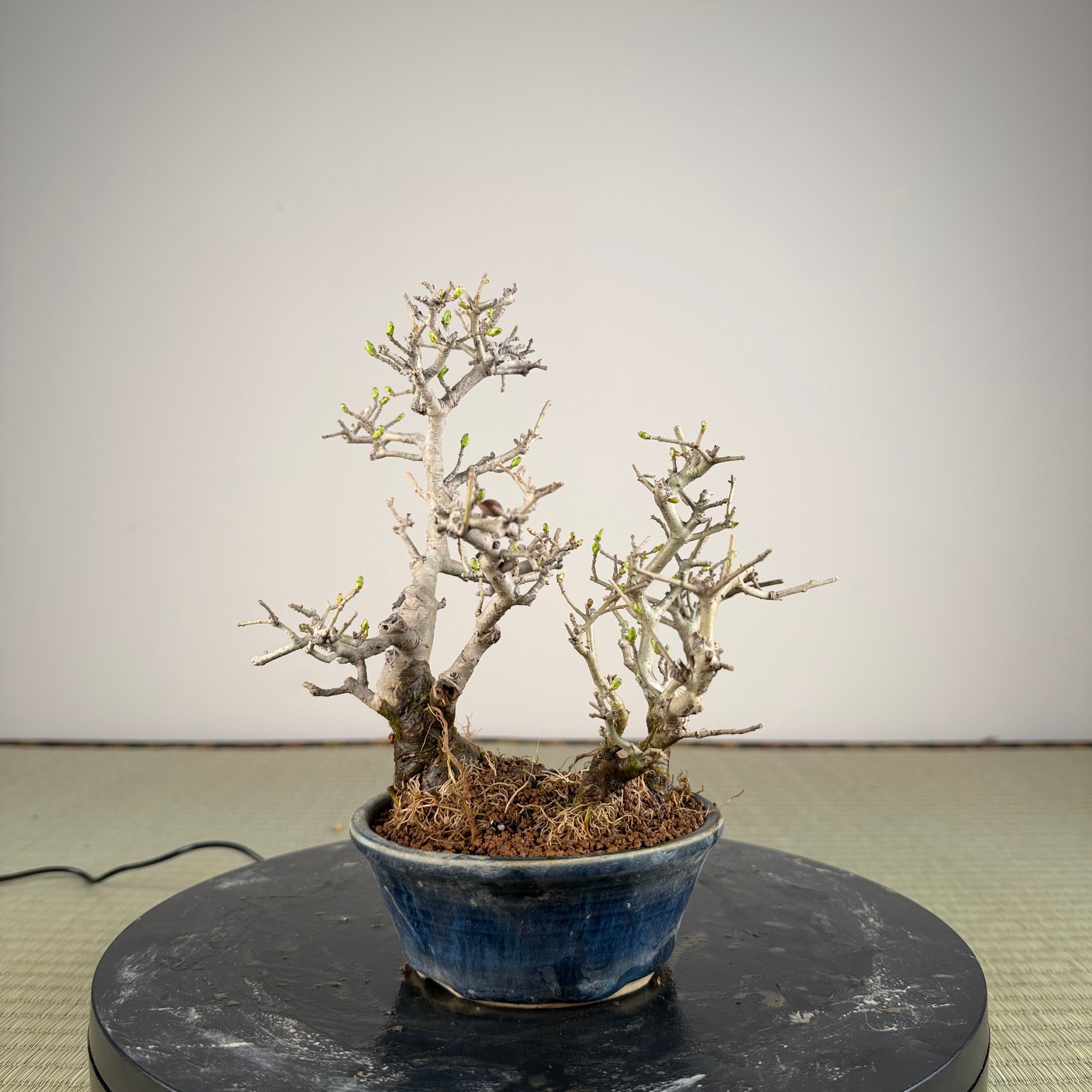 Ligustrum Arakawa *Voir note*