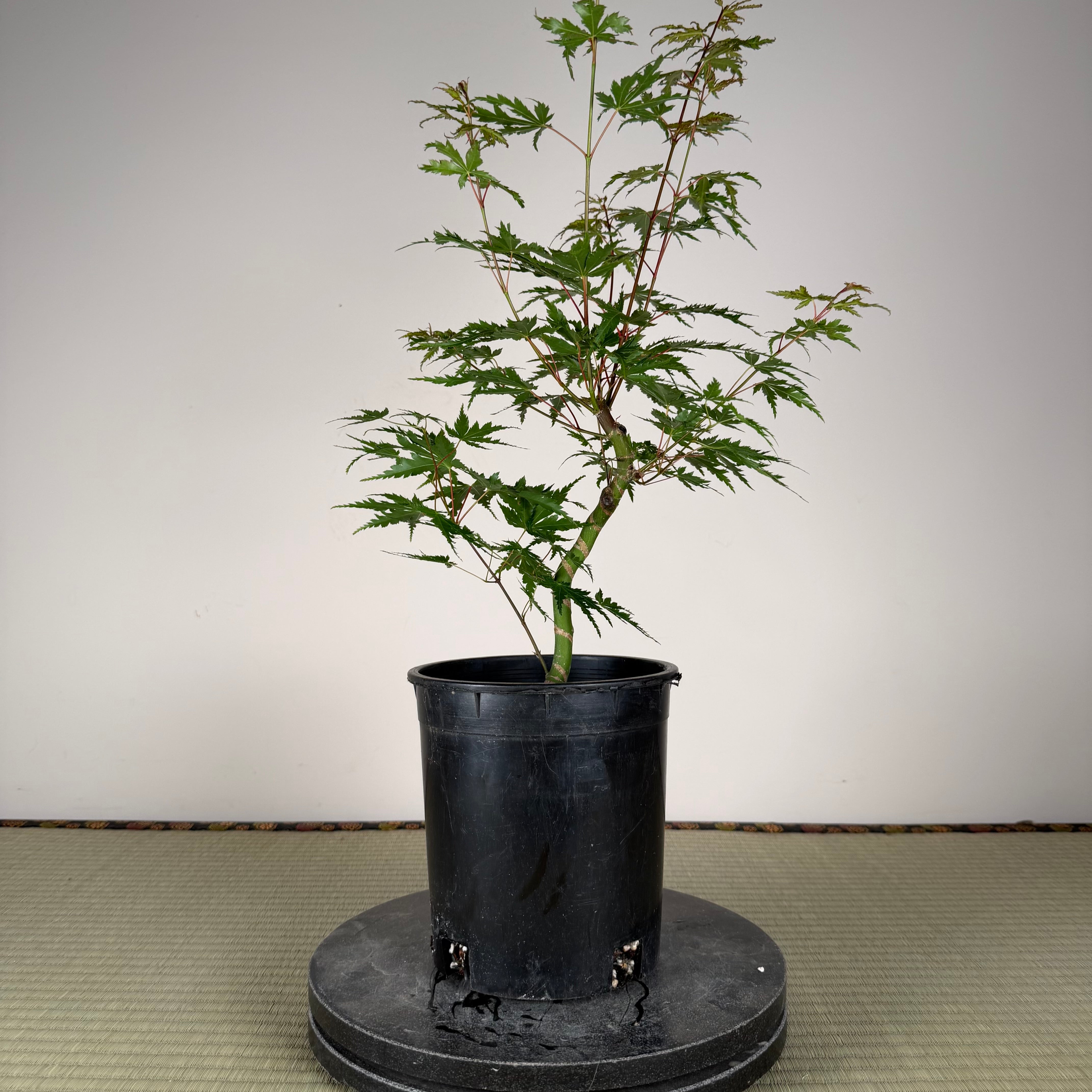 Acer palmatum 'Katsura' (taille réduite)