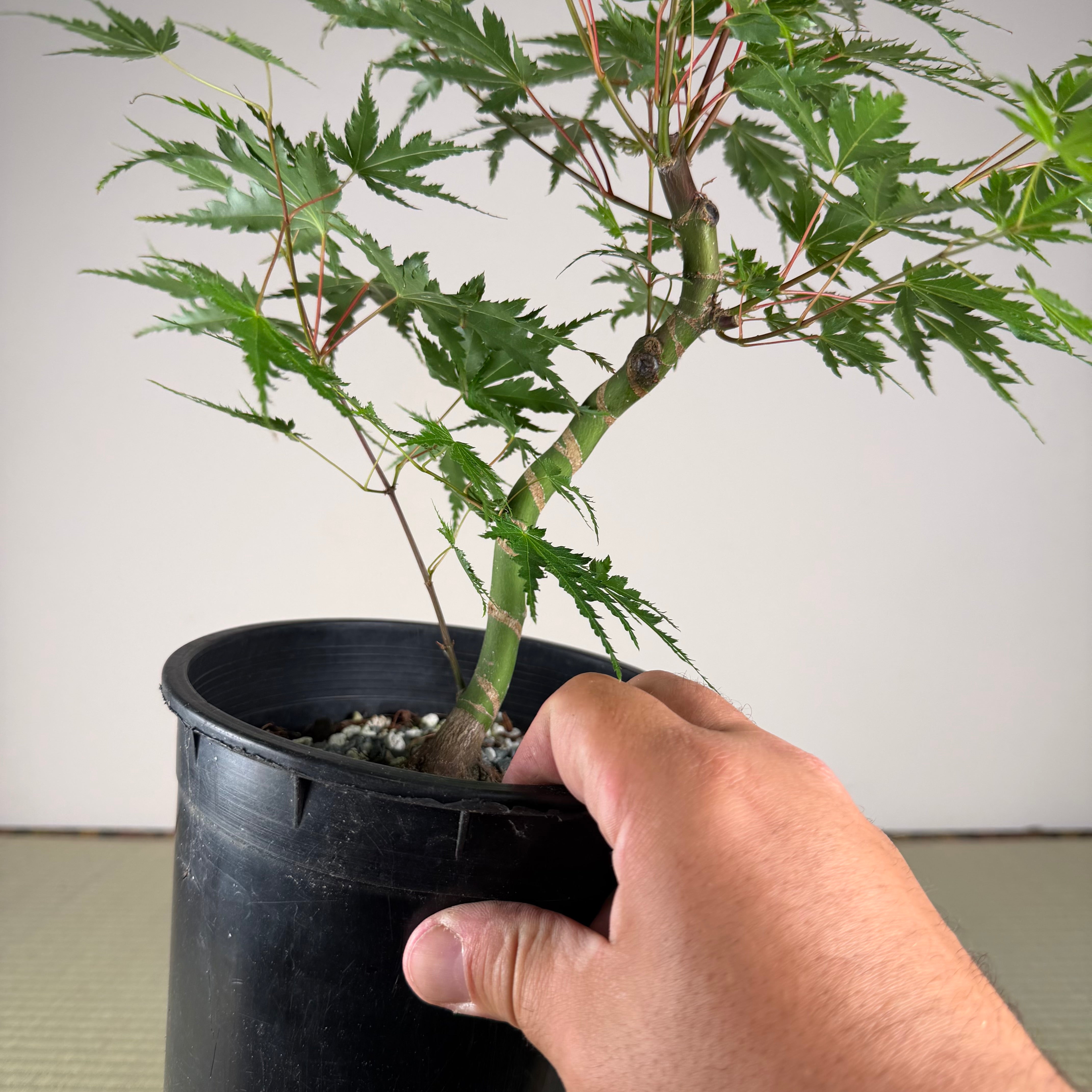 Acer palmatum 'Katsura' (taille réduite)