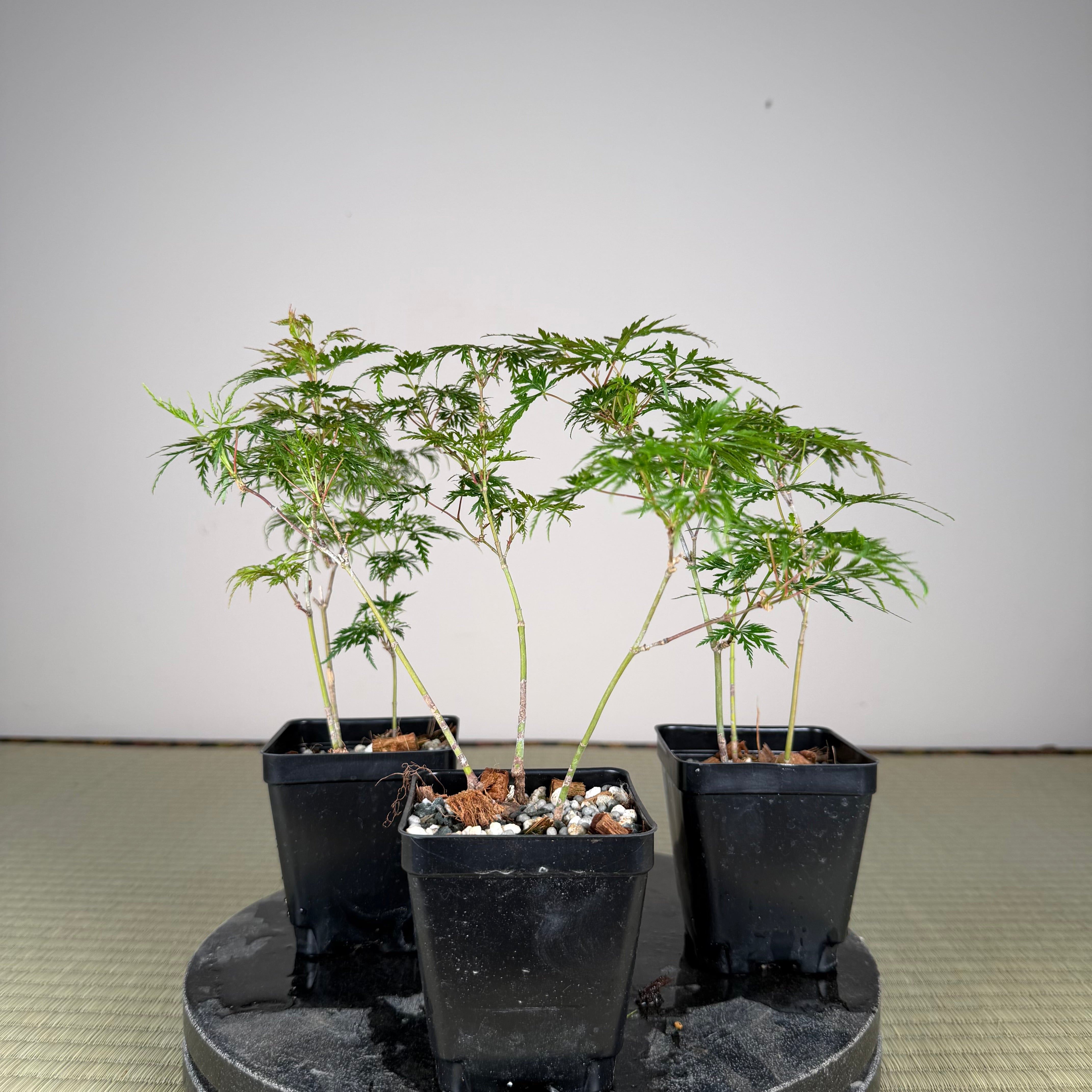Acer palmatum 'Katsura' (taille réduite)