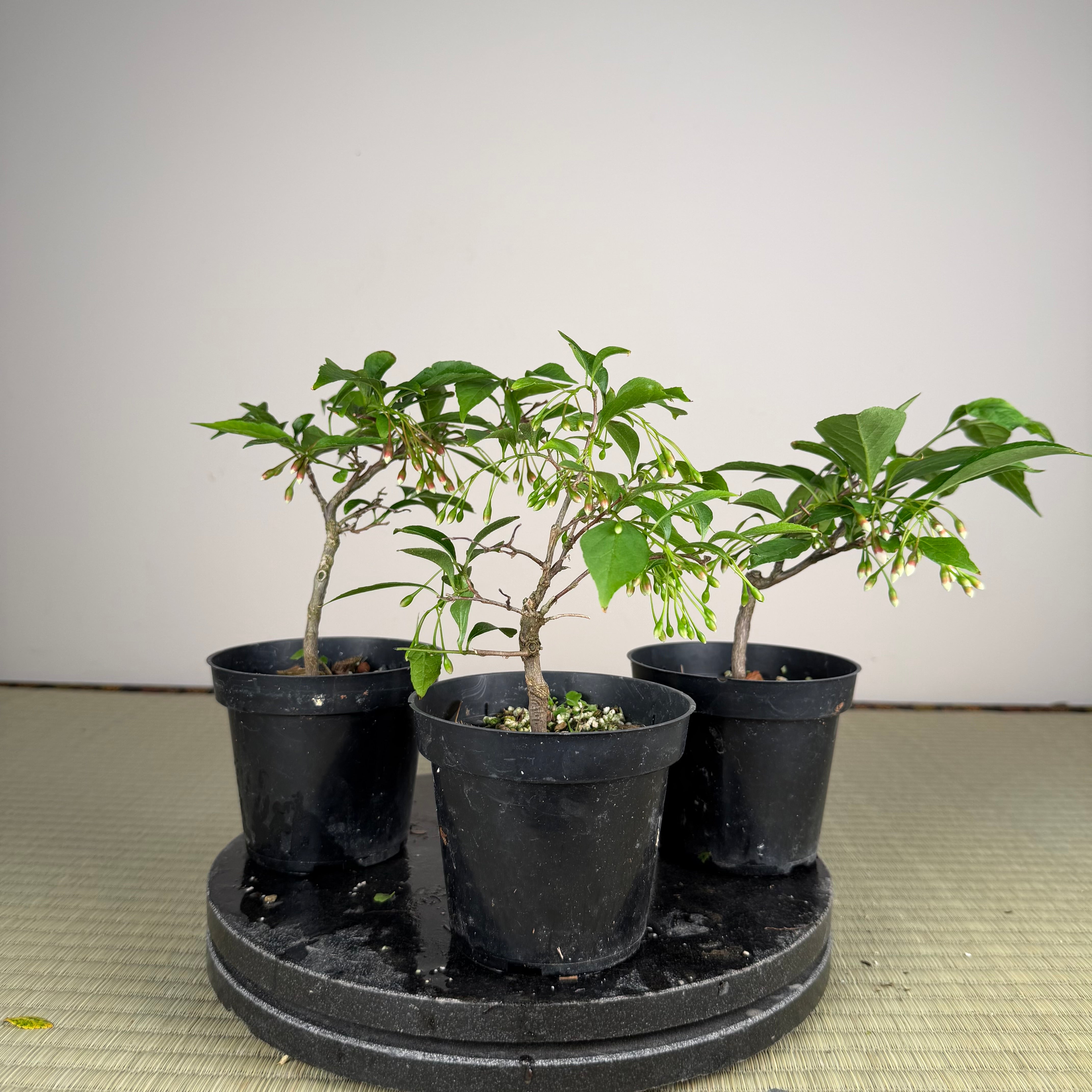 Styrax japonicus (fleur rouge)