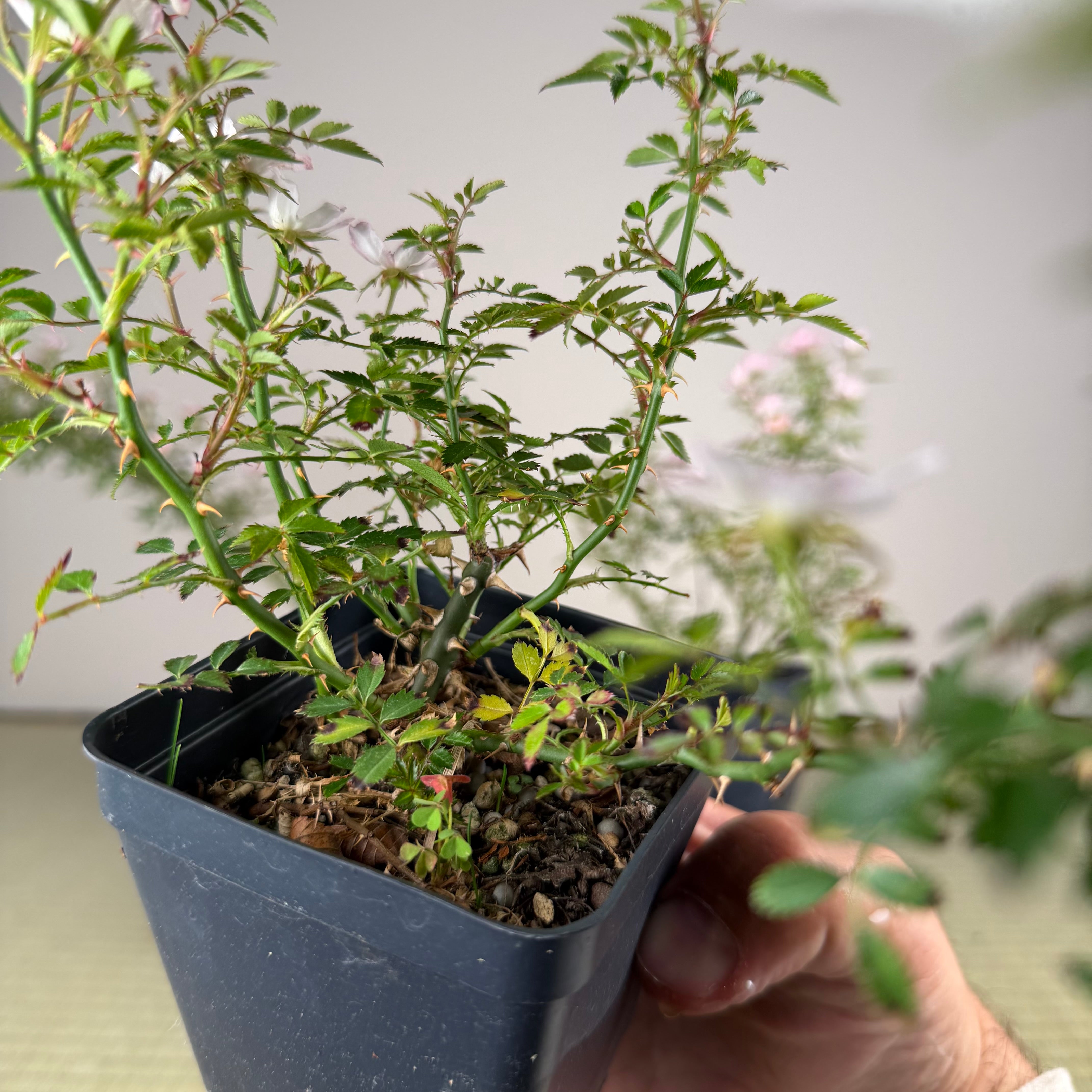 Rosa (blanc/rose) (moyen)